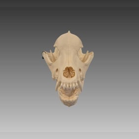 Taxidermy Pitbull Animal Skull