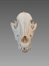 Antique Bulldog Taxidermy Skull