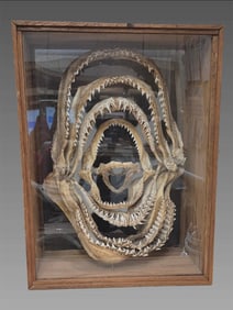 Taxidermy Shark Jaw Teeth Folk Art, Vintage Shark Jaw Art