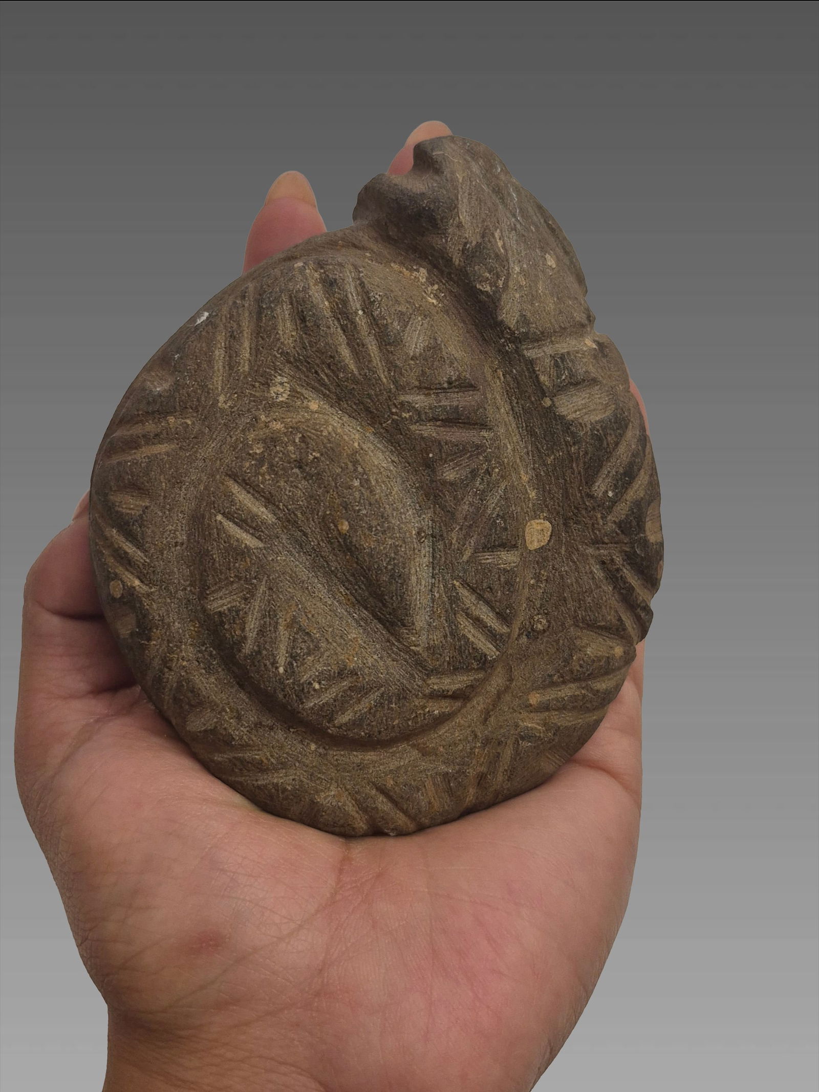 Pre-Columbian Taino Stone Carved Coiled Snake Zemi Effigy (1 of 5)