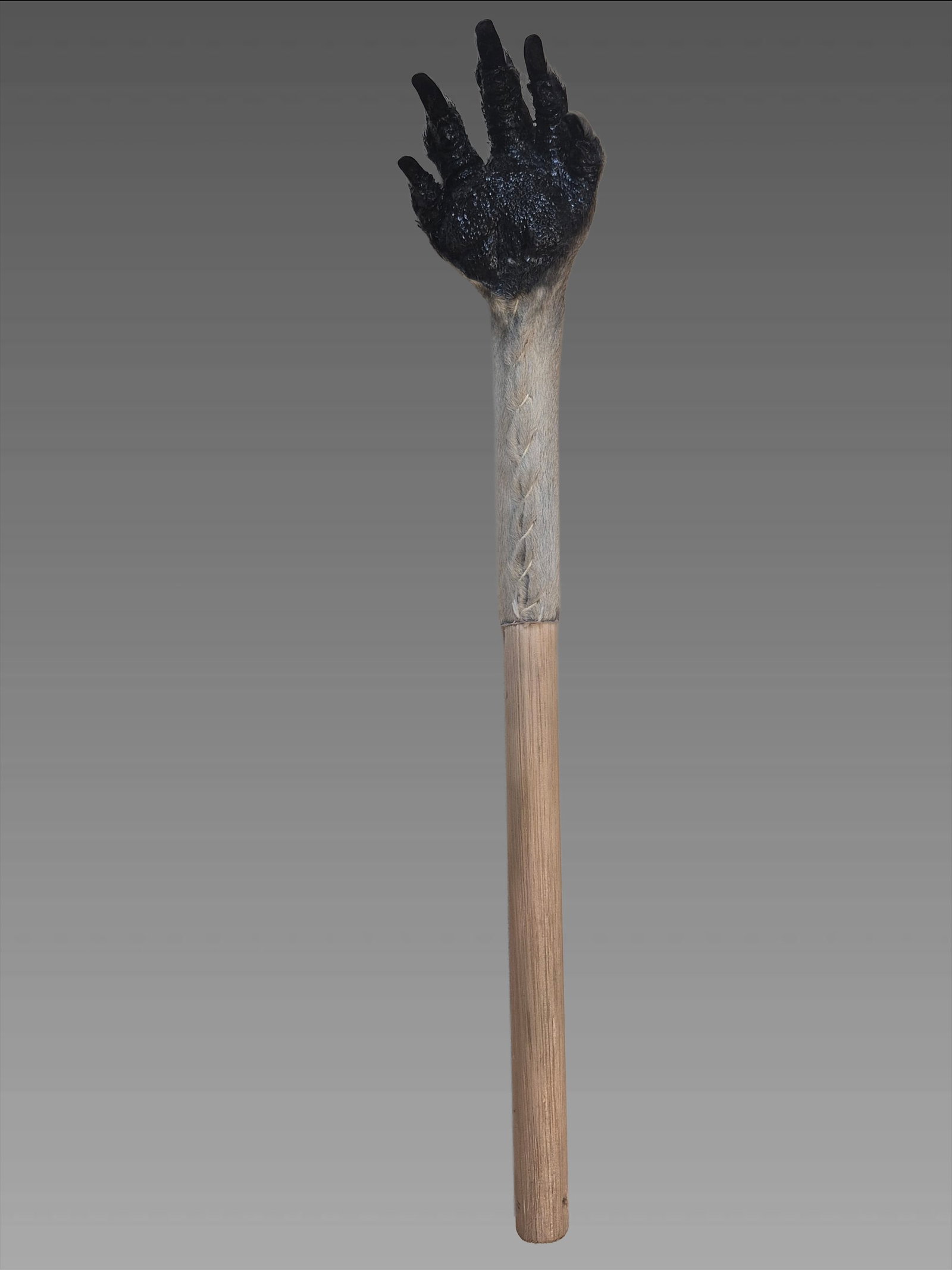 Taxidermy Genuine Kangaroo Foot Back Scratcher From Australia: 2.5"x13" Taxidermy Genuine Kangaroo Foot Back Scratcher From Australia