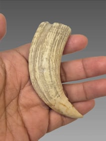 Antique Taxidermy Sea Lion Tooth