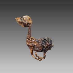 Pre-Columbian Peruvian Mummified Fetal Lama