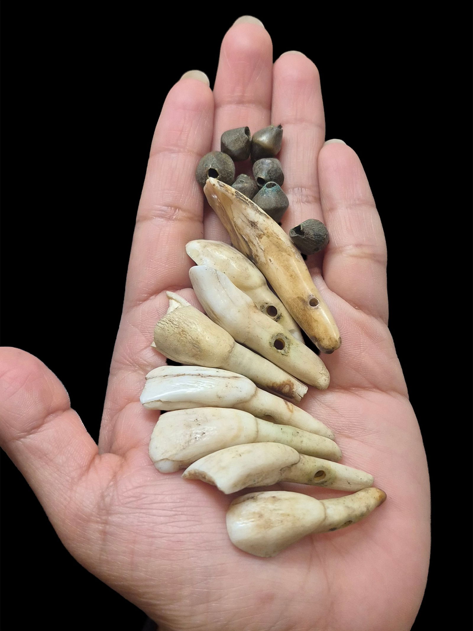 Native American Elk Tooth and Brass Bead Assortment: 1.5"x.5" 3/8"x.25" Native American Elk Tooth and Brass Bead Assortment, Antique, Pre-1900's