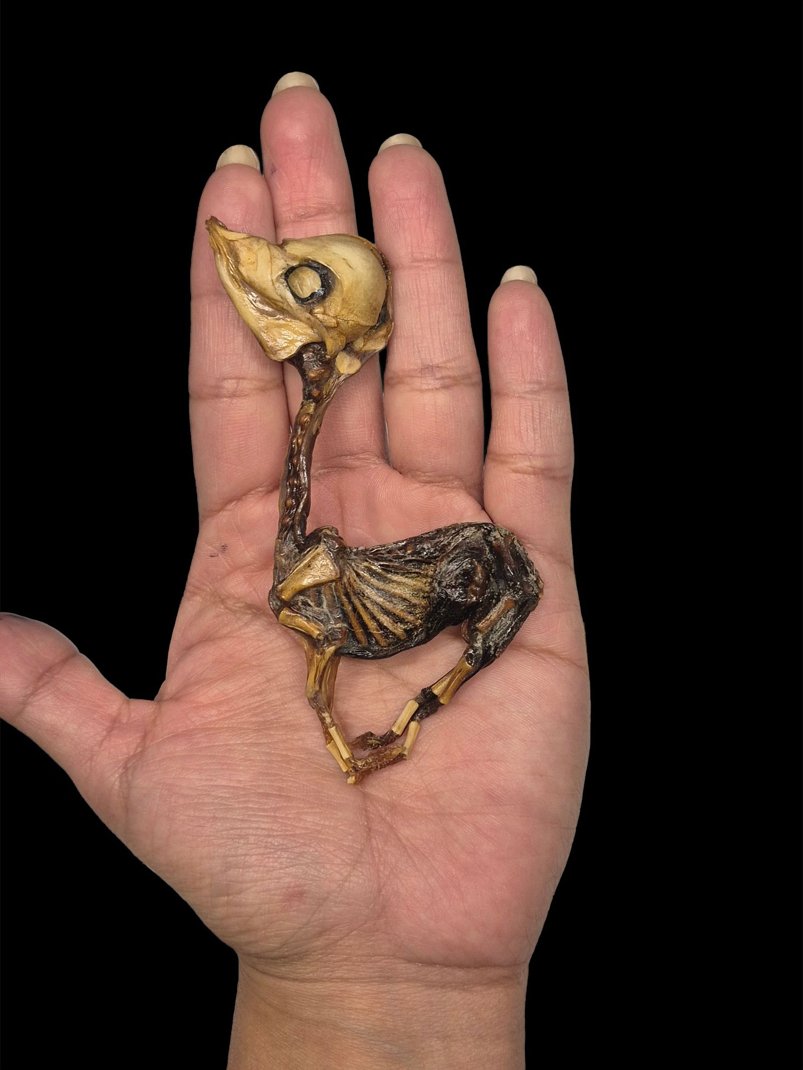 Ancient Mummified Fetal Lamb, Pre-Columbian South America (1 of 2)