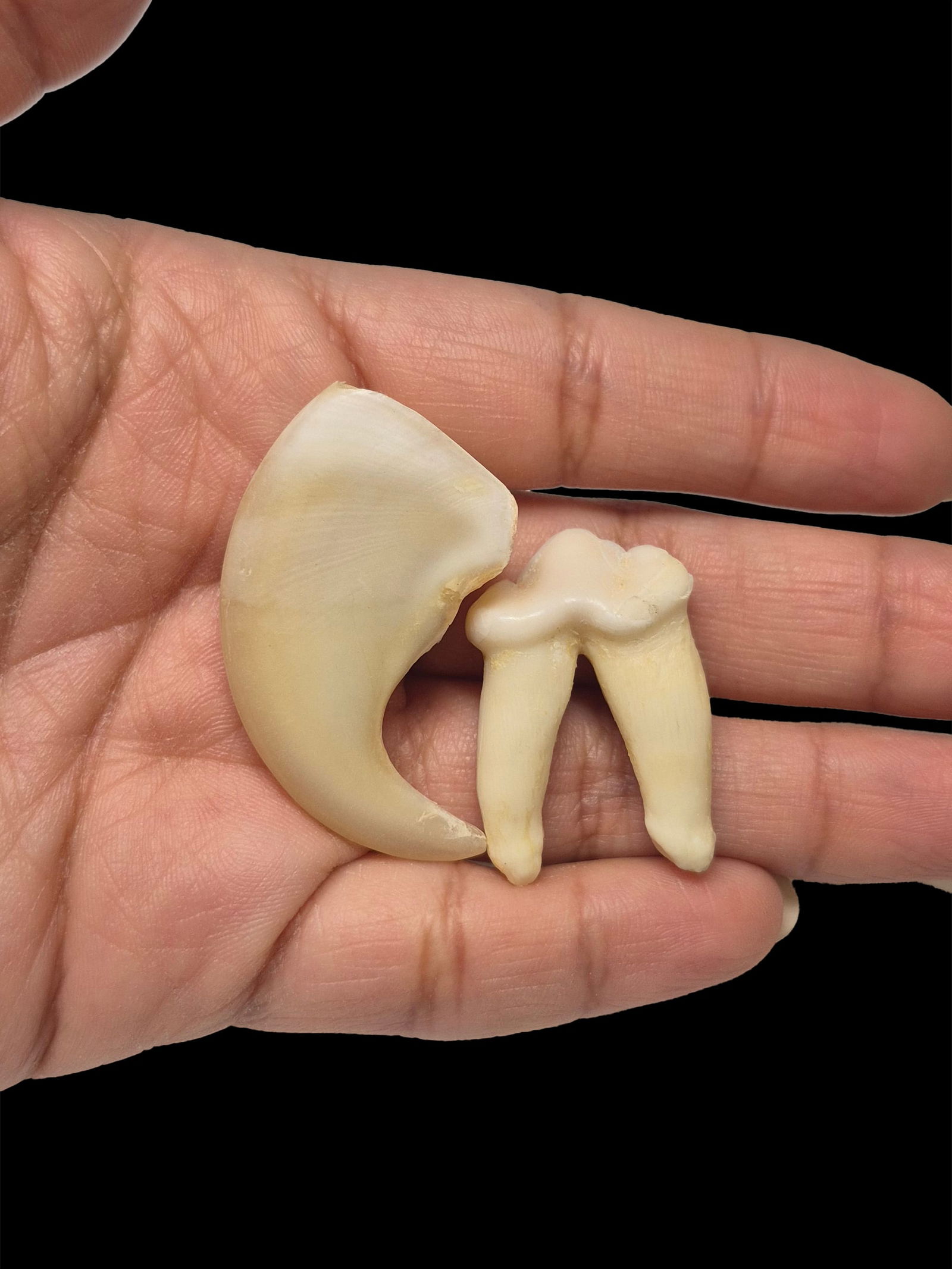 Antique Taxidermy Animal Tooth and Tiger Claw: 3/4" x 1.5" Antique Taxidermy Animal Tooth and Tiger Claw, Claw 3/4" x 1.5", Tooth 1.25" x 3/4"