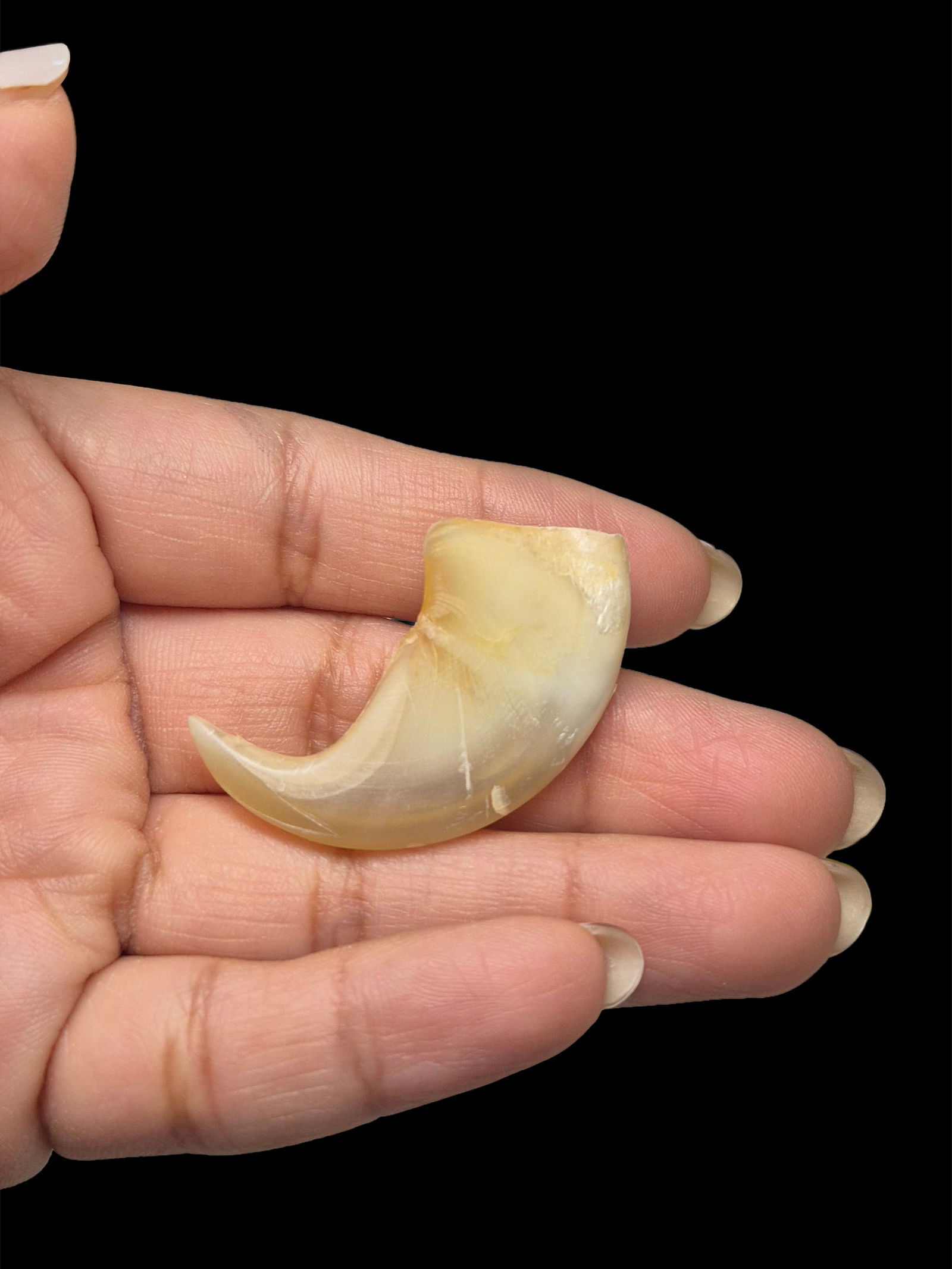 Antique Taxidermy Tiger Claw (1 of 4)