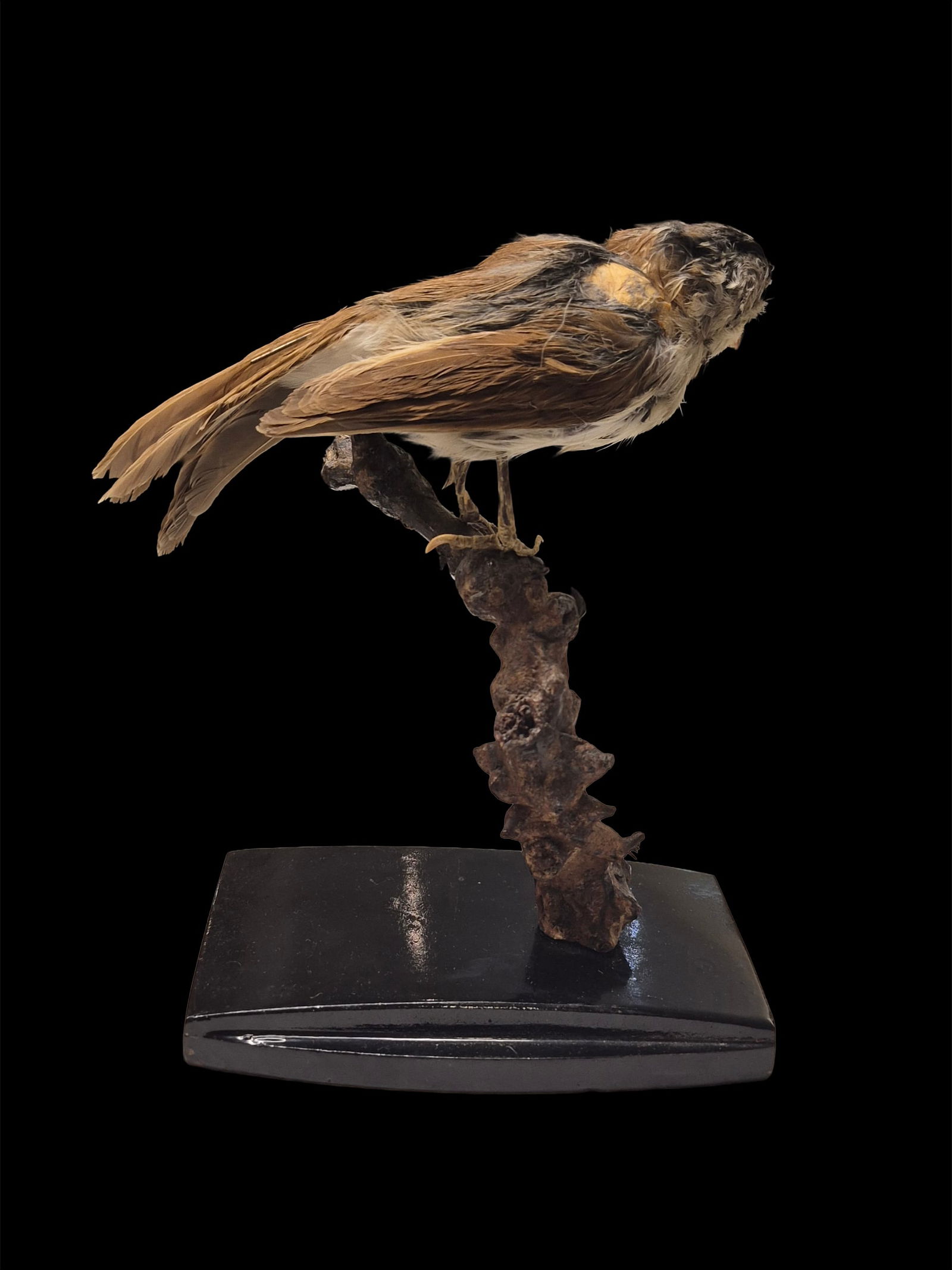 Antique Taxidermy Marsh Bird Of Migliarino: 6"x2.5" Antique Taxidermy Marsh Bird Of Migliarino