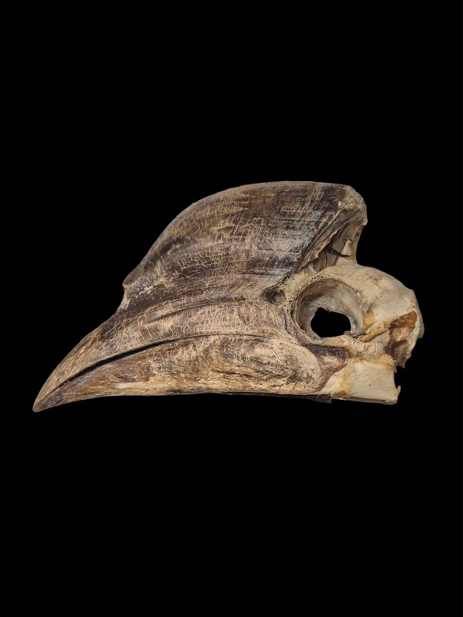 Antique Taxidermied Beak Of Hornbill (1 of 5)