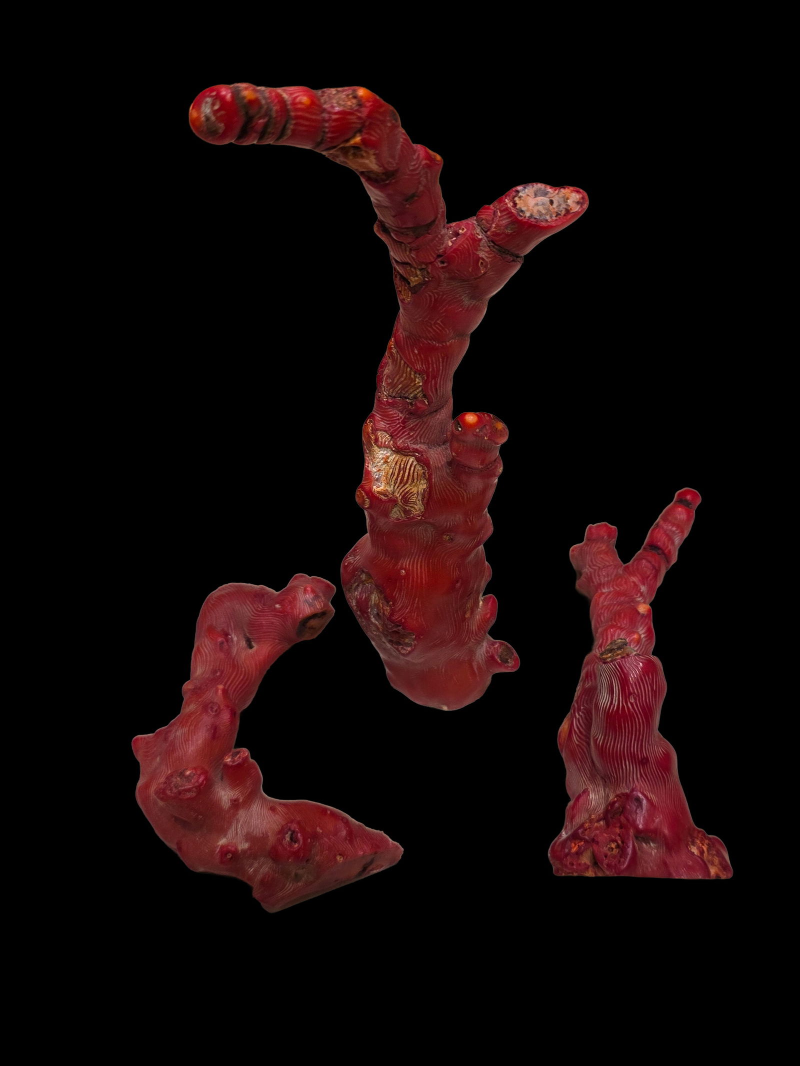 Mediterranean Red Coral Natural Red Coral: 9" x 1.5" Mediterranean Red Coral Natural Red Coral, 3 Beautiful Pieces of Natural Red Coral, Largest Piece is 9" Long