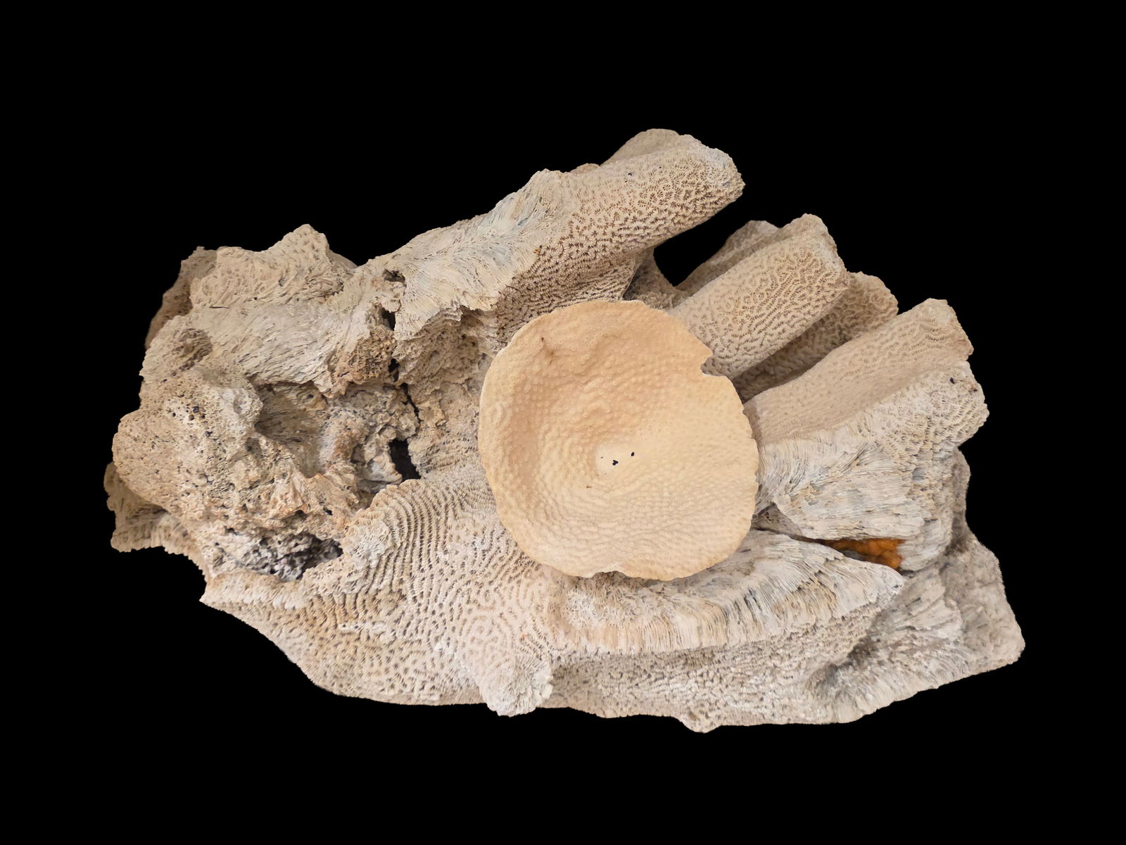 Very Rare and Large Coral Sculpture, Thecosmilia Trichotoma (1 of 8)