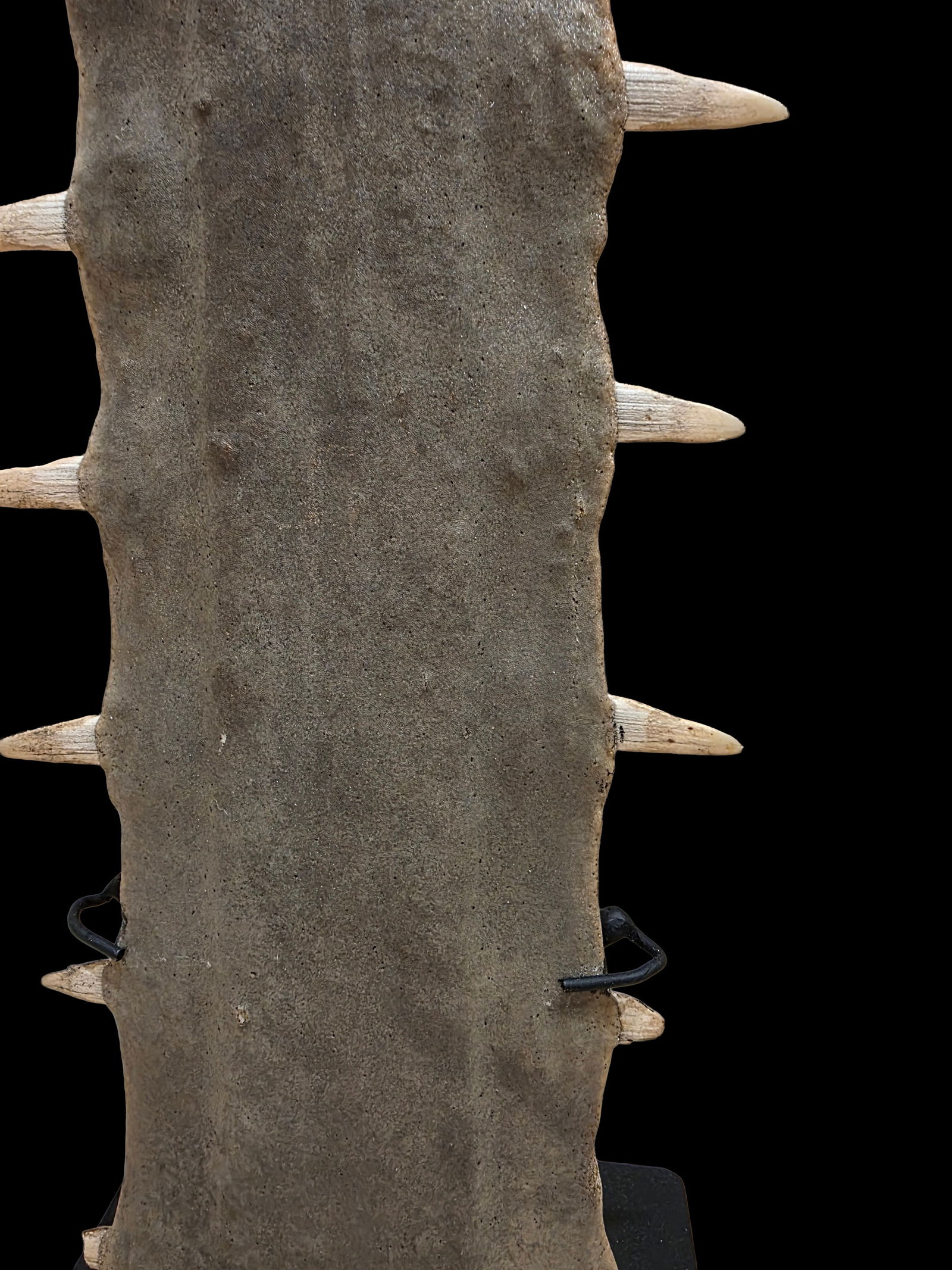 Antique Sawfish Rostrum Sculpture on Display Stand (1 of 7)