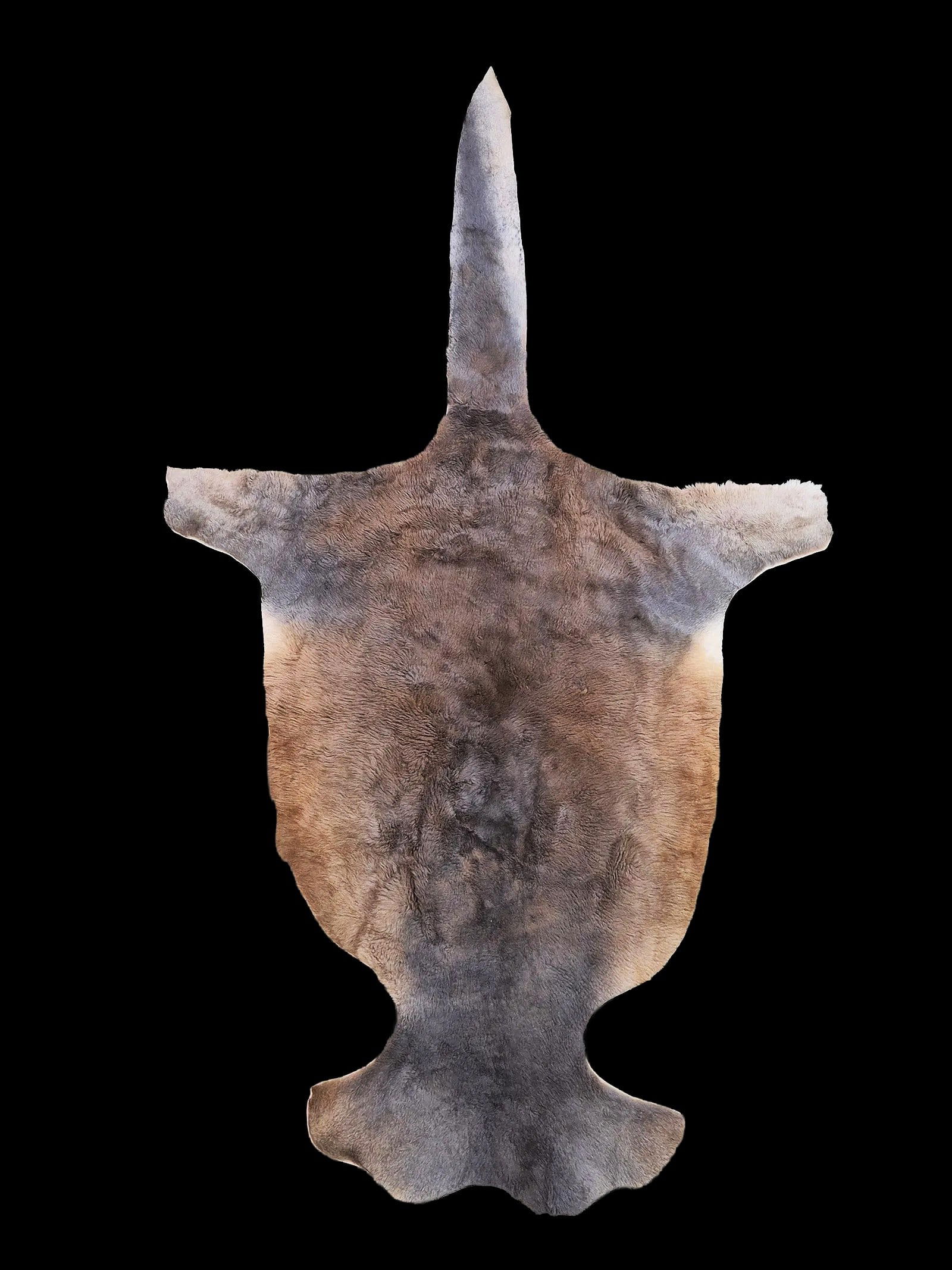 Taxidermy Kangaroo Pelt, Australia: 35" x 61" Taxidermy Kangaroo Pelt, Australia