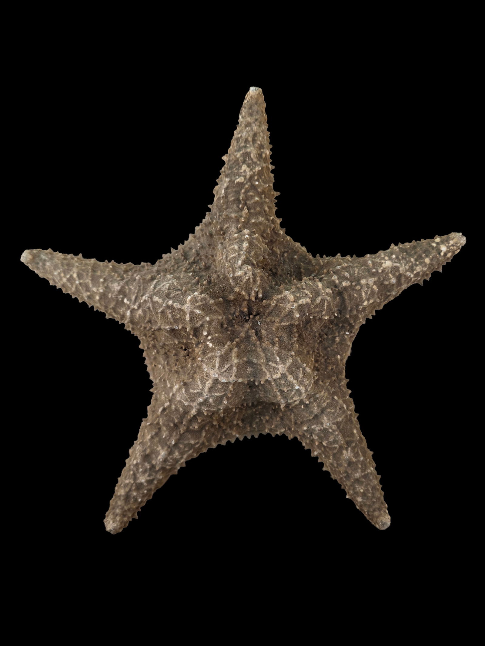 Very Large Knobby Starfish (1 of 6)