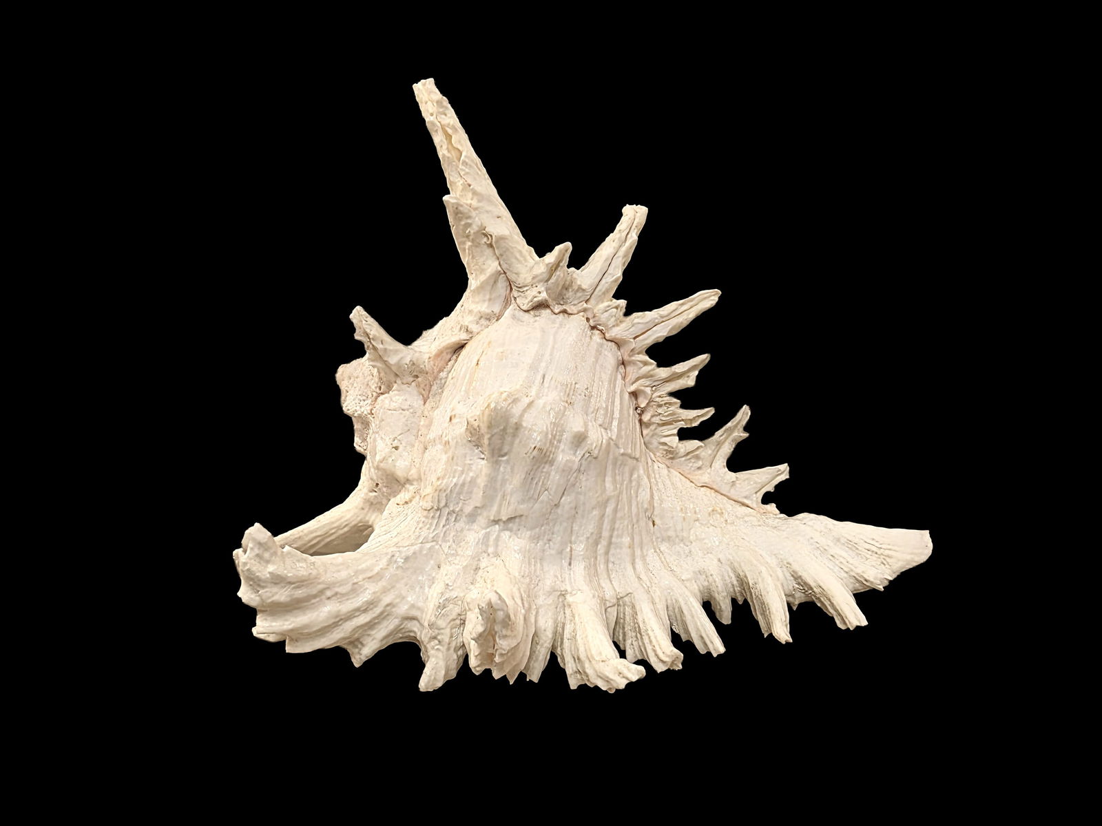 Rare Ramose Murex Sea Snail Shell, Extremely Large (1 of 4)