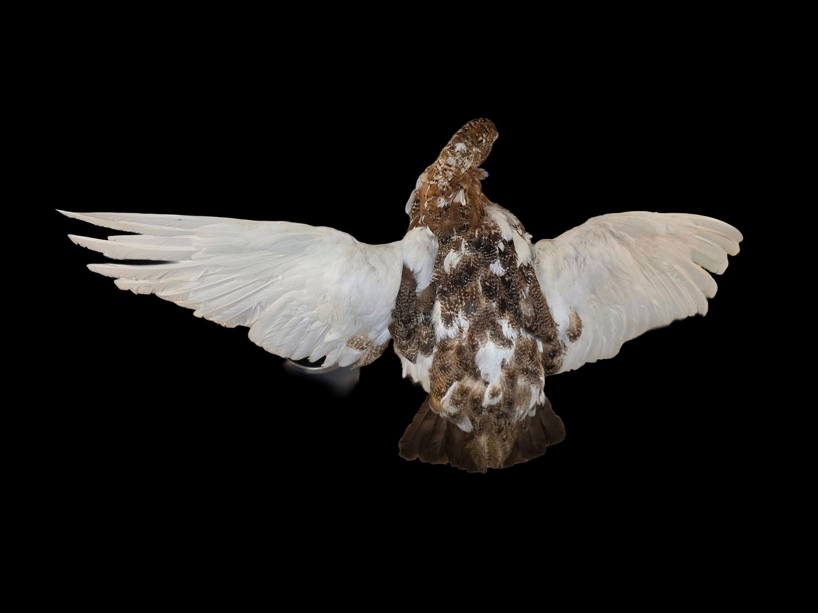 Antique Taxidermy Willow Ptarmigan: 16" L Antique Taxidermy Willow Ptarmigan, Excellent Condition, Mounted on Branch, North America, Europe, and Asia Tundra, Approx 21" Wingspan
