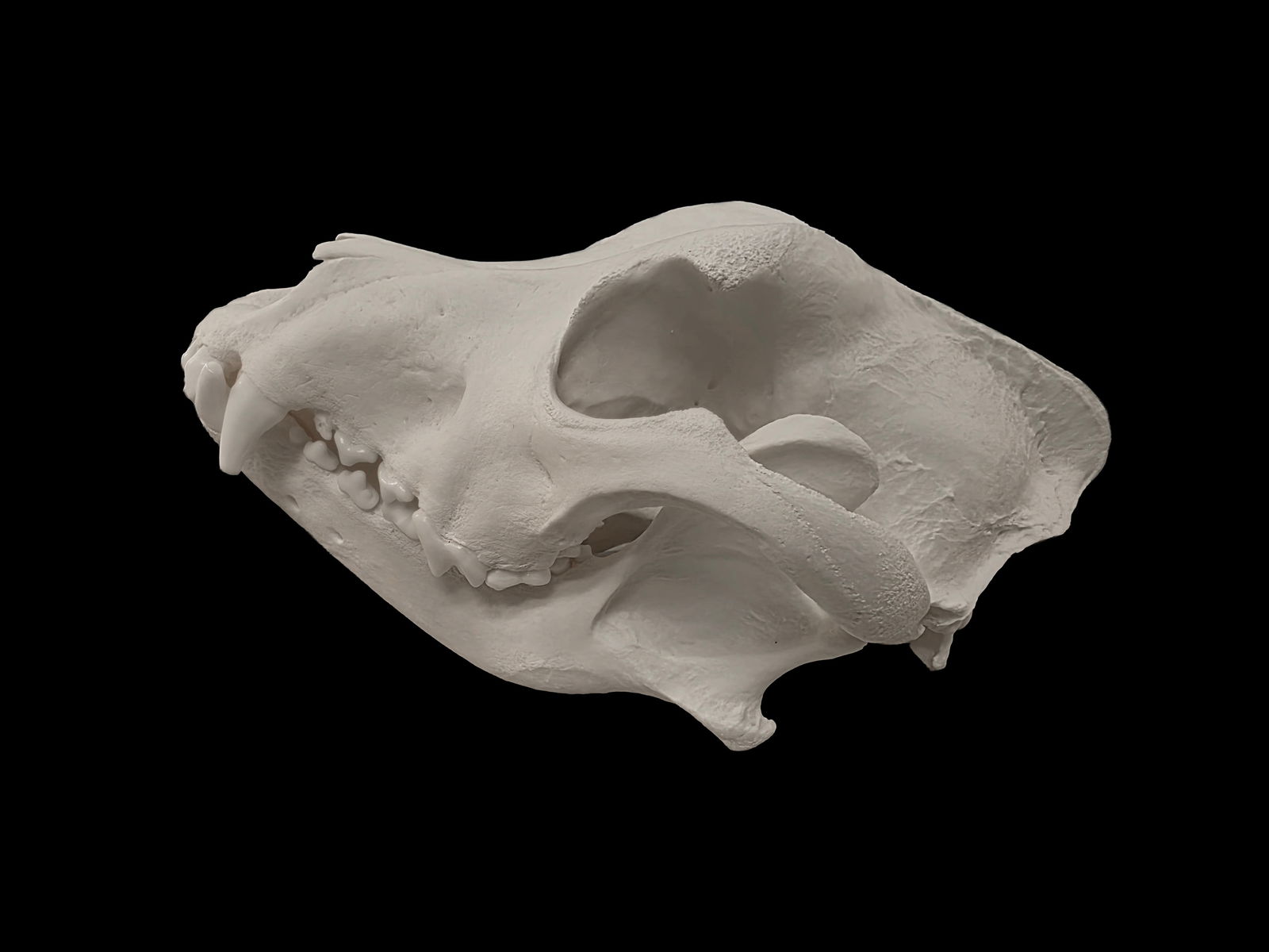 Taxidermy Pitbull Skull: 9" Taxidermy Pitbull Skull