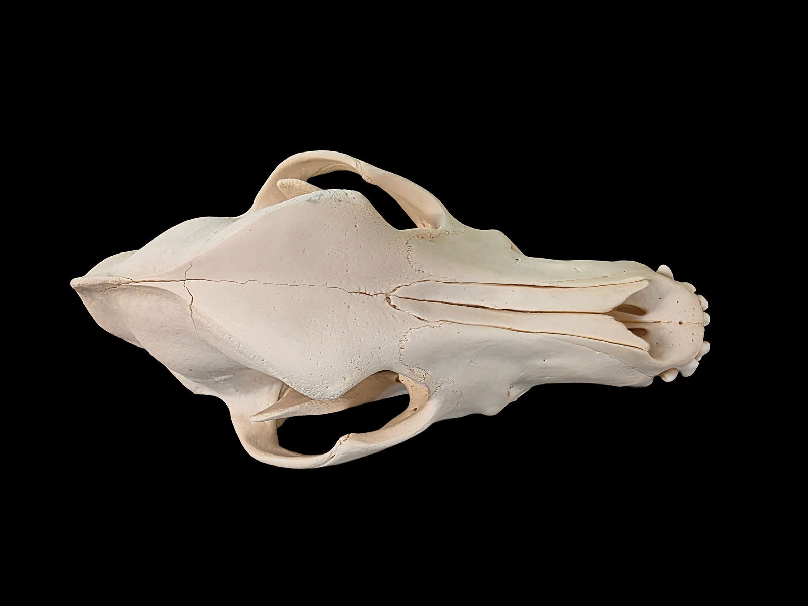 Bulldog Taxidermy Skull, Antique Skull (1 of 8)