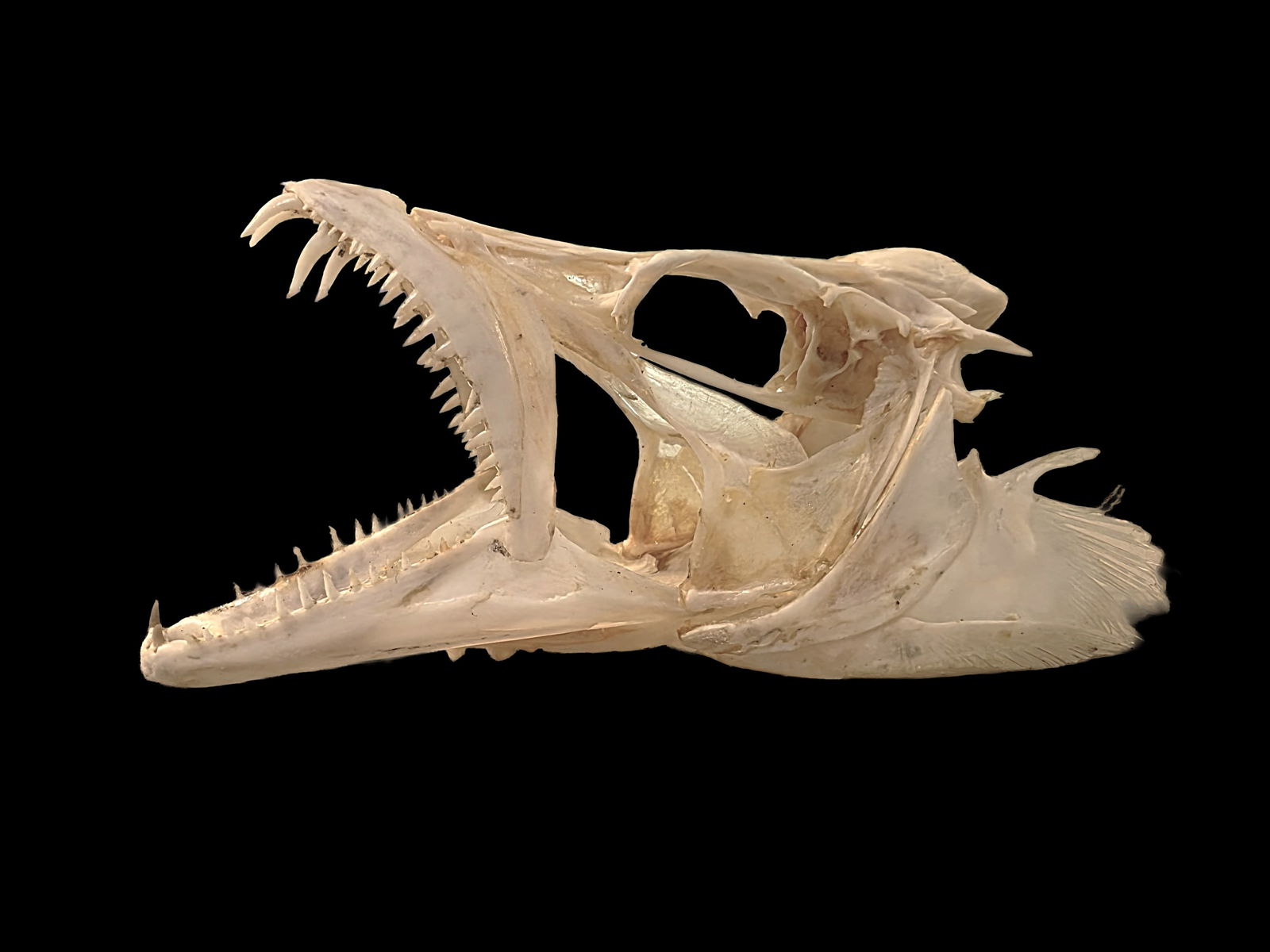 Ribbon Fish Taxidermy Skull (1 of 7)