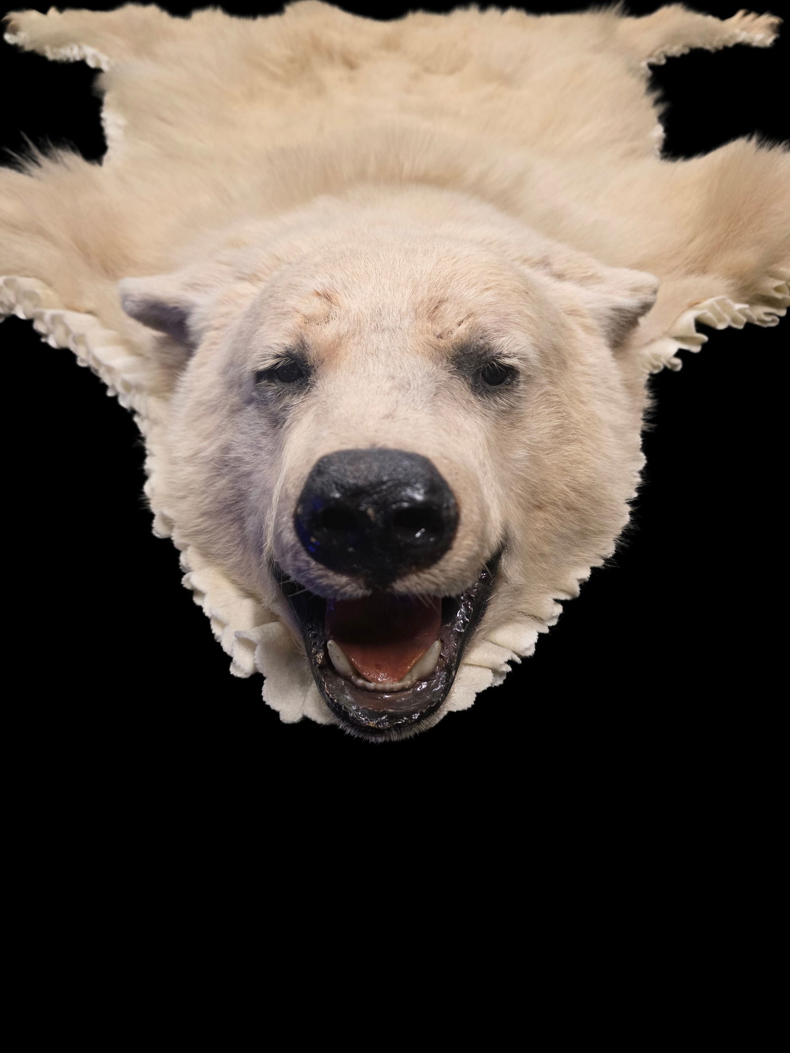 Vintage Taxidermy Blonde/Albino Bear Rug: 56" x 54" Vintage Taxidermy Blonde/Albino Bear Rug, Claws Intact, Head to Tail 56"