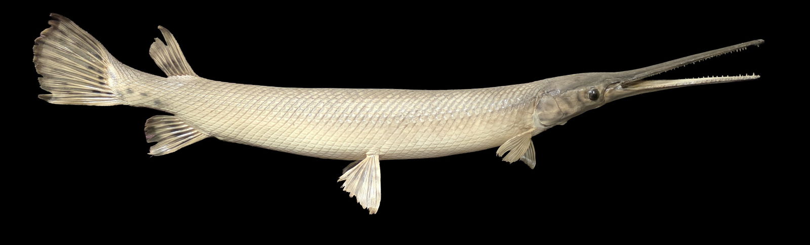 Vintage Longnose Gar Taxidermy Mount (1 of 5)