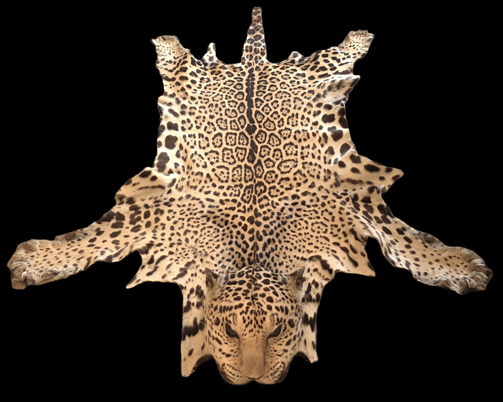 Vintage Pre-Ban Jaguar Skin, Excellent Condition (1 of 10)