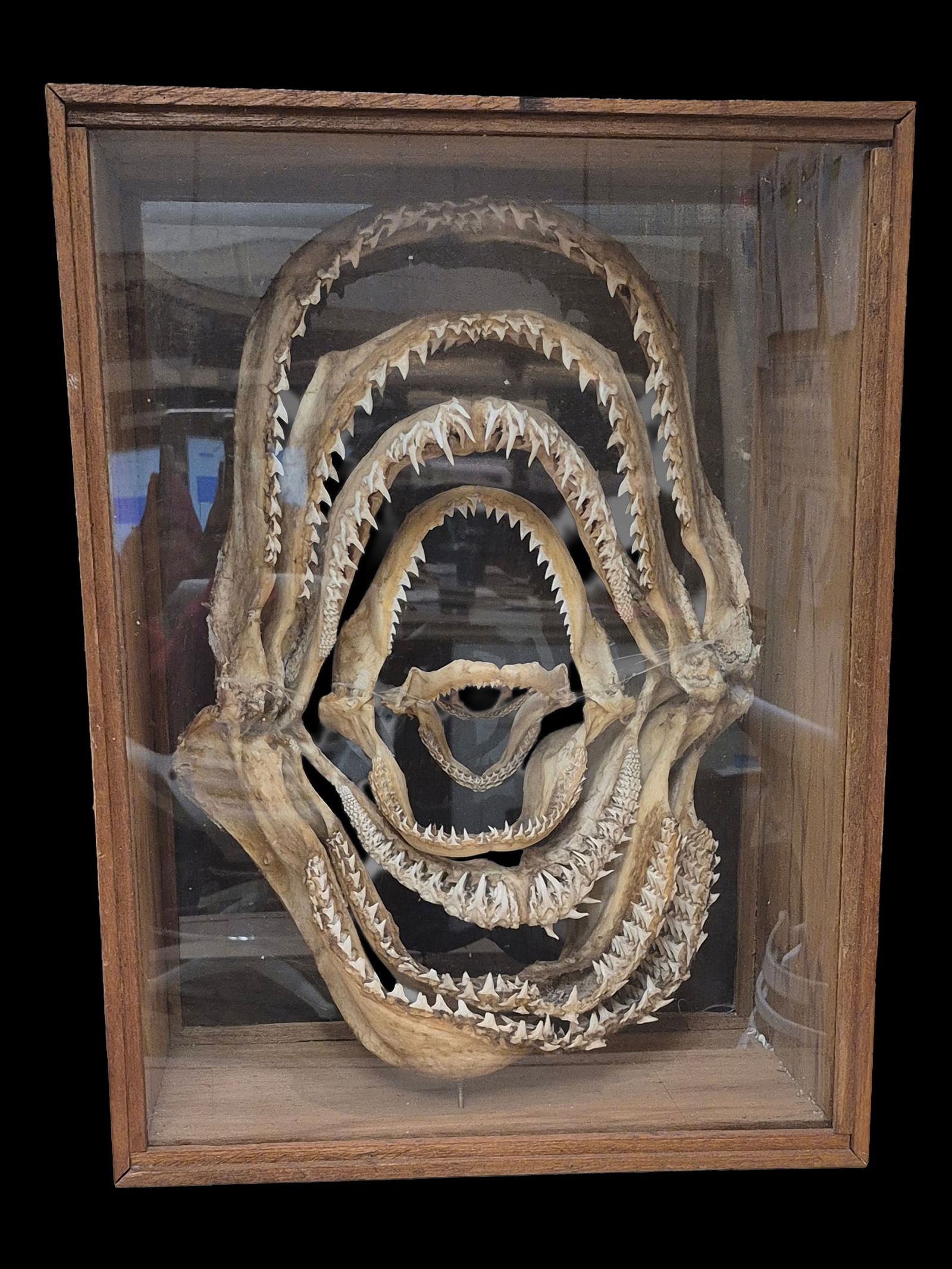 Taxidermy Shark Jaw Teeth Folk Art, Vintage Shark Jaw Art: 17.5" x 23.5" Taxidermy Shark Jaw Teeth Folk Art, Vintage Shark Jaw Art, 7 Jaws, Hammerhead, Black Tip, Lemon Shark, Sandbar Tiger, Bonnet Head, Custom Wood Box
