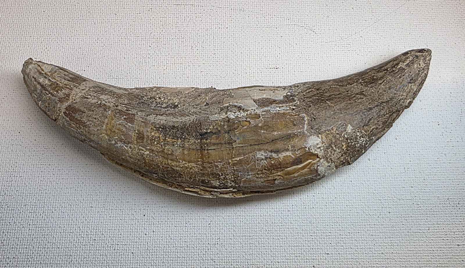 Fossilized Basilosaurus Tooth: 6" x 1.5" Fossilized Basilosaurus Tooth