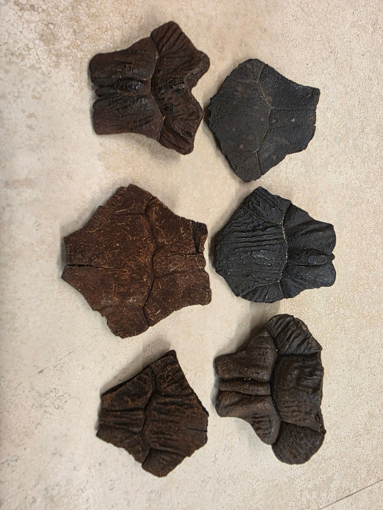 Fossilized Carapace, Turtle Scute Fragments: 2" x 2" Fossilized Carapace, Turtle Scute Fragments