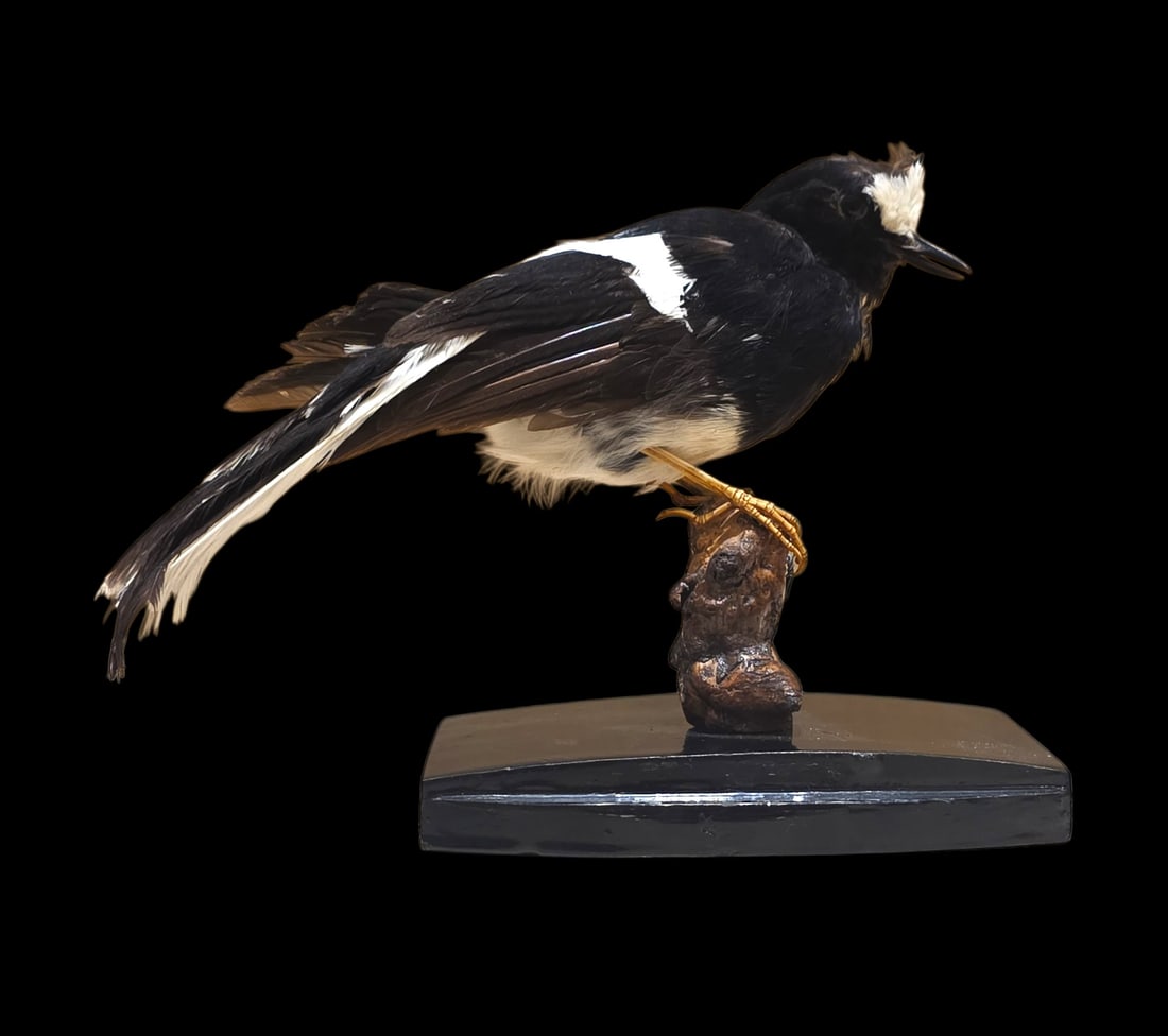 Antique Taxidermy White-Crowned Fork Tail Mount (1 of 4)