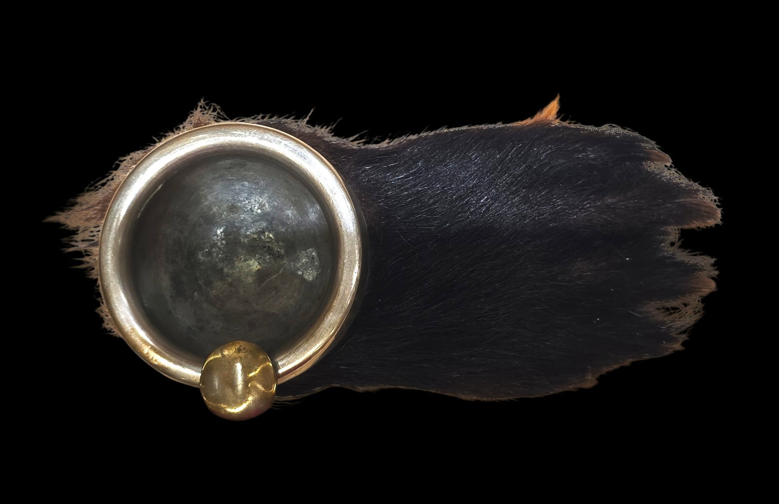 Antique Taxidermy Black Bear Paw Ashtray: 7.25" X 3.5" Antique Taxidermy Black Bear Paw Ashtray, Early 20Th Century Black Bear Paw Ashtray, Ohio
