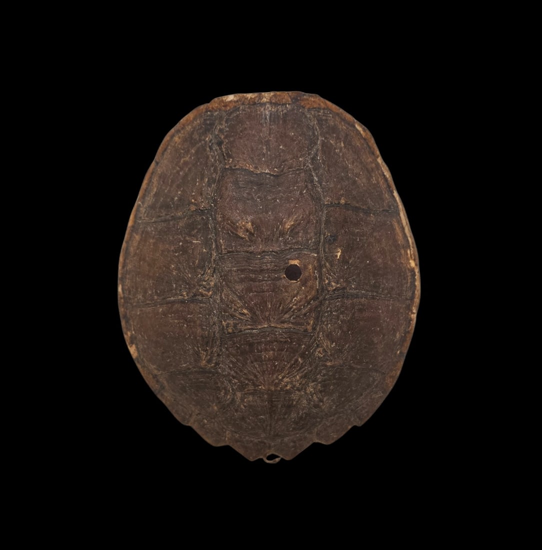 Taxidermy Yellowbelly Turtle Shell Carapace (1 of 3)