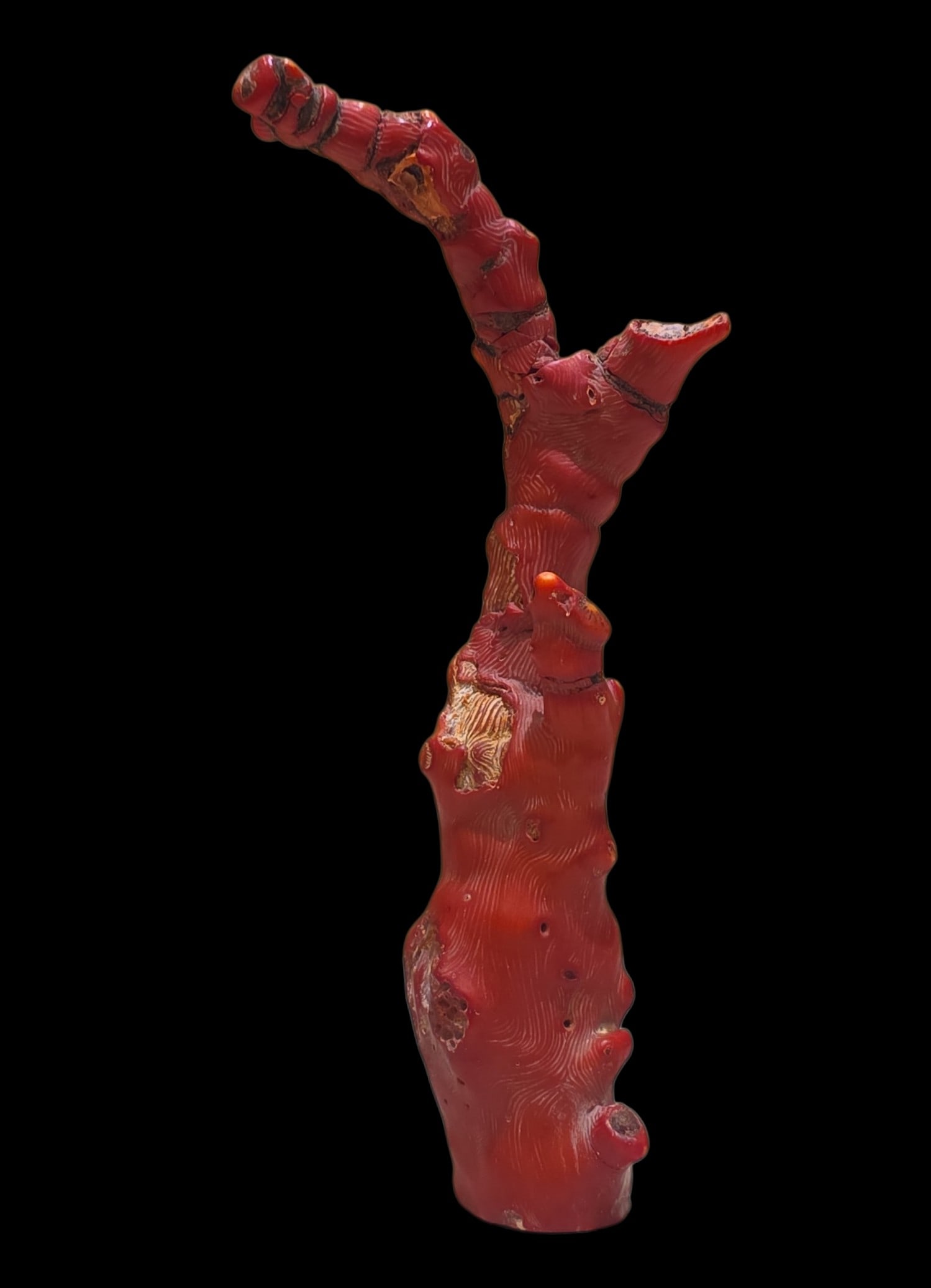 Natural Mediterranean Branch Coral Sculpture (1 of 2)