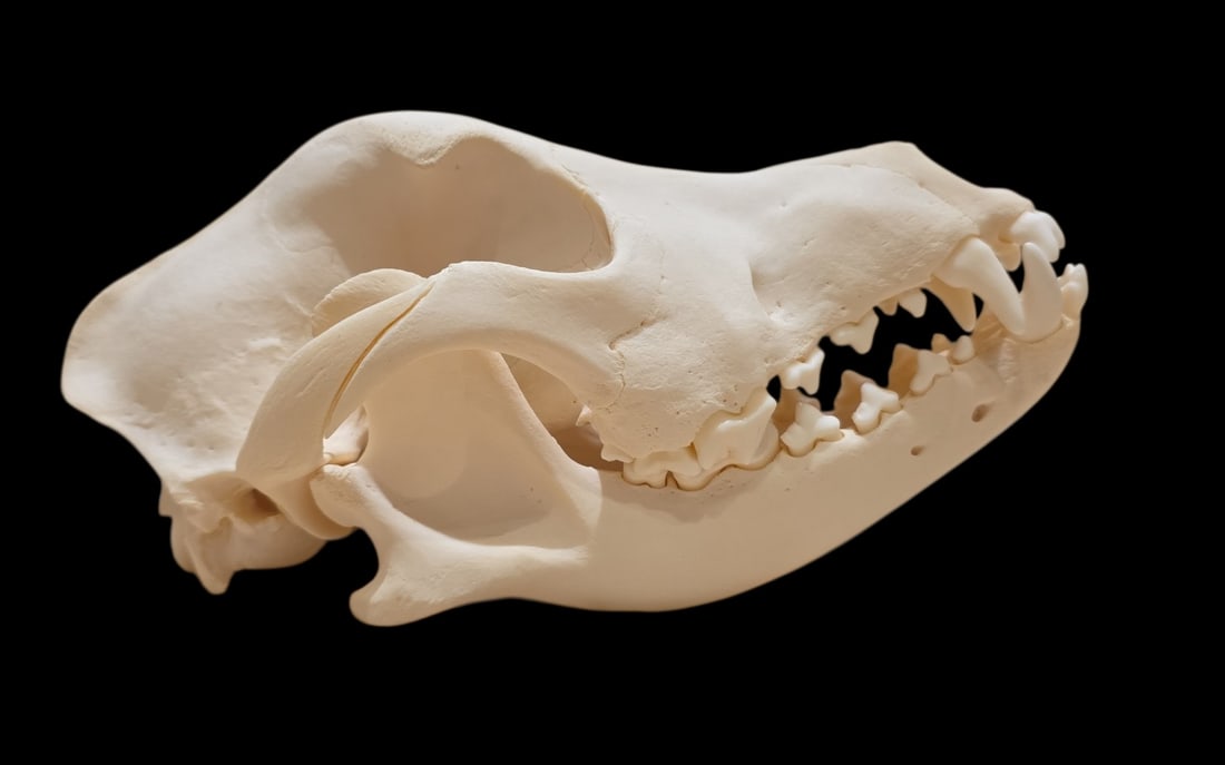 Antique Taxidermy Bulldog Skull (1 of 5)
