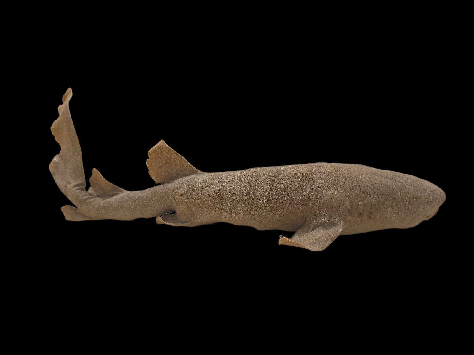 Antique Taxidermy Short-Tail Nurse Shark (1 of 4)