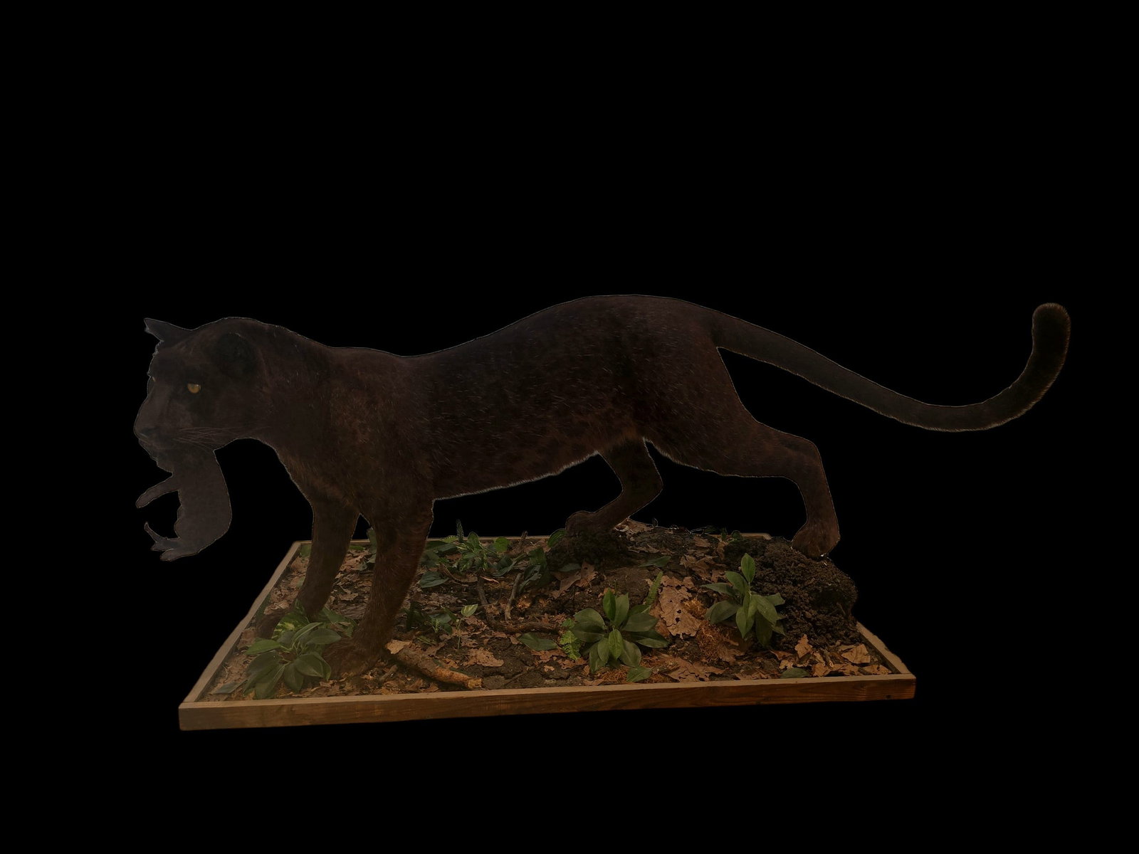 Asian Melanistic Leopard Female With Cub Taxidermy (1 of 5)