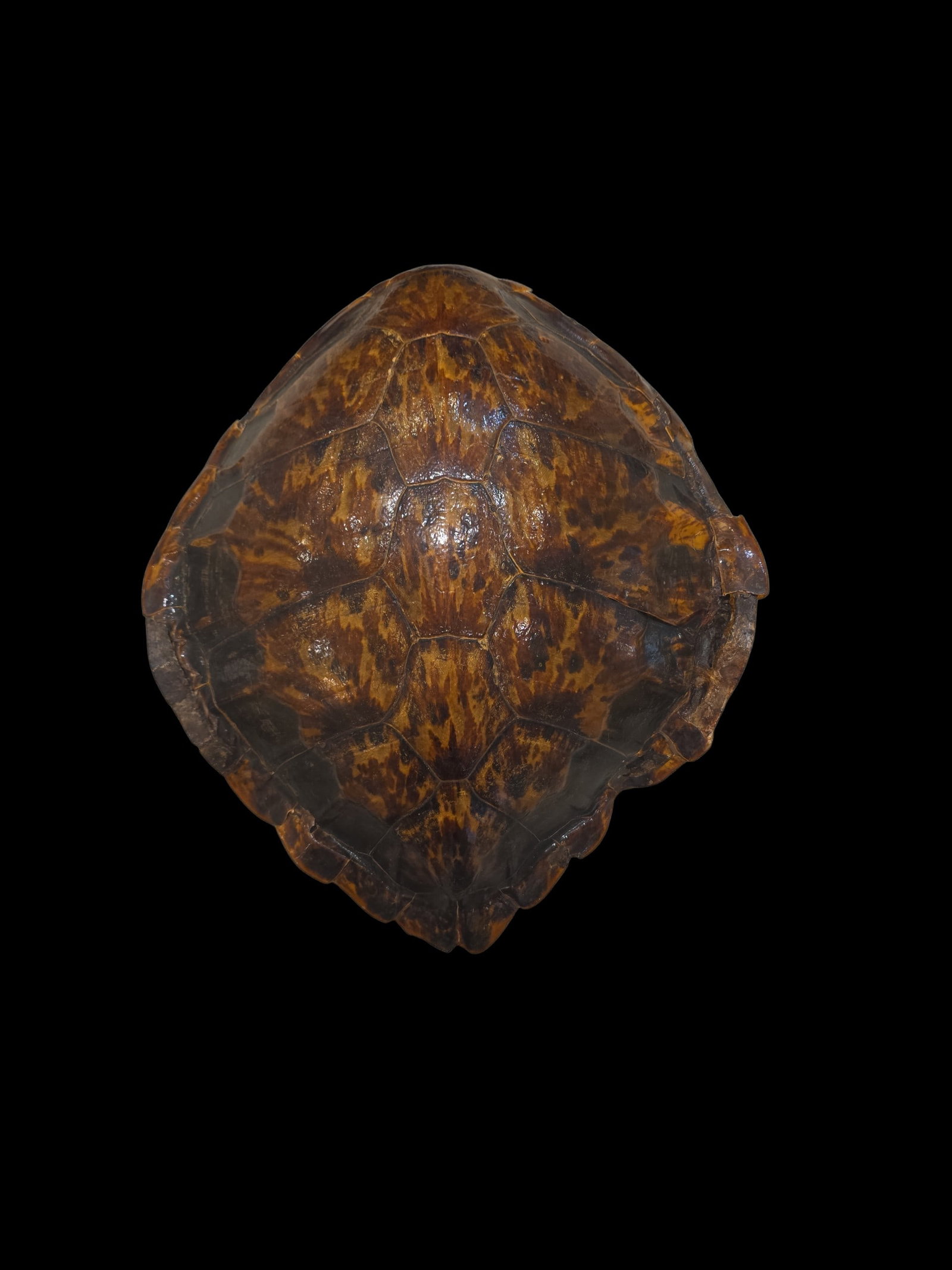Antique Victorian Carapace Display: 18.5" X 16" Antique Victorian Carapace Display, Taxidermy Display, 19Th Century