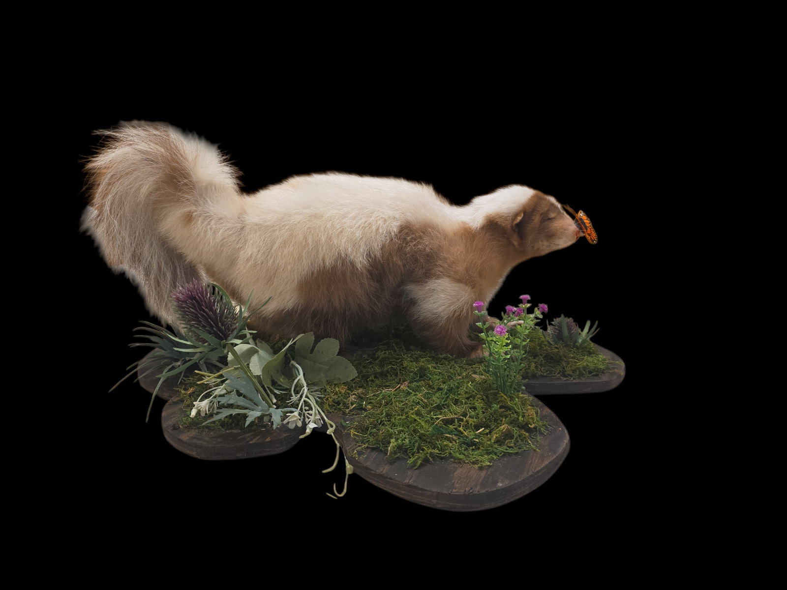 Vintage Leucistic Skunk Taxidermy Mount (1 of 5)