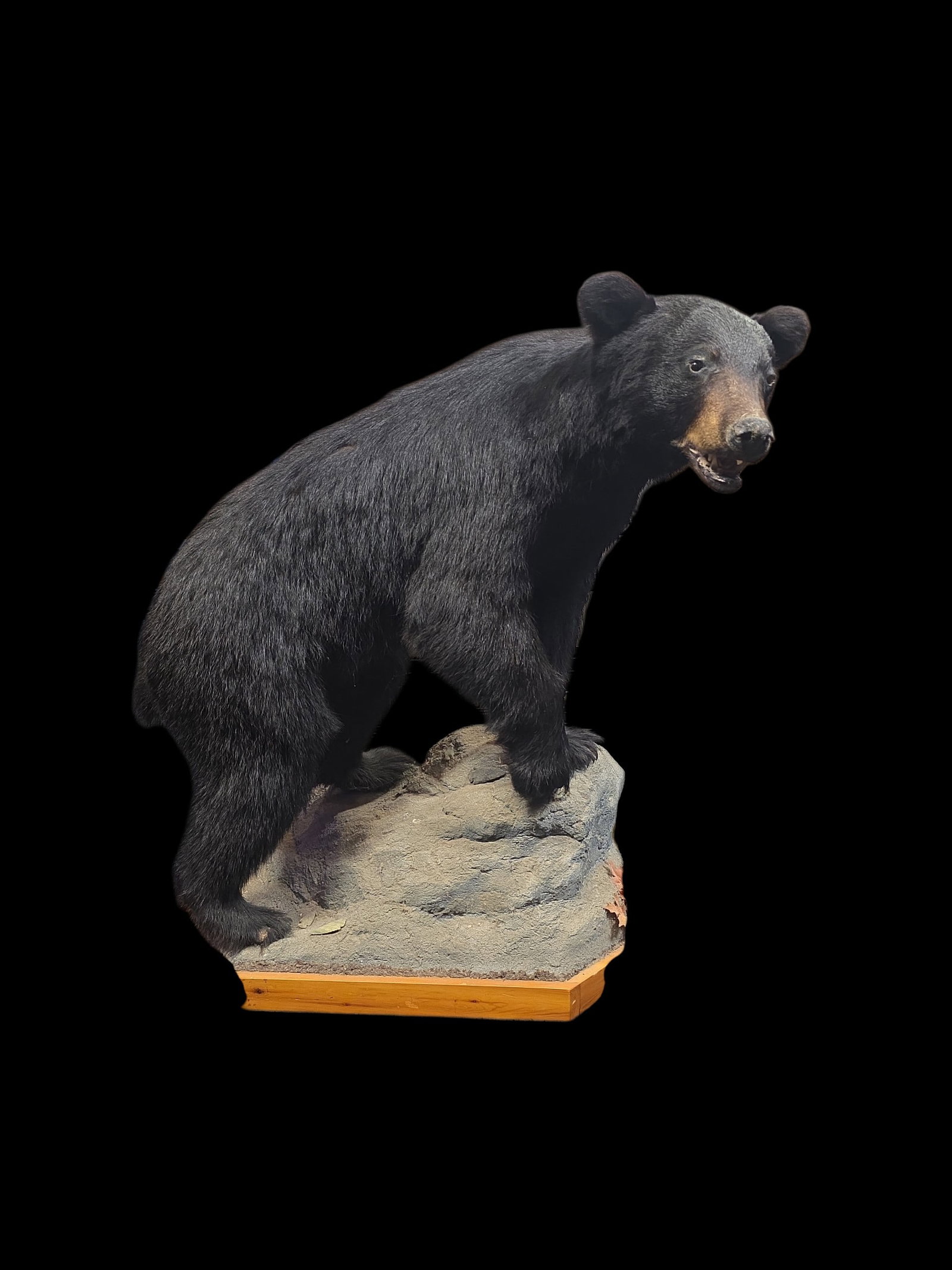 Vintage American Black Bear Taxidermy Full Mount (1 of 3)