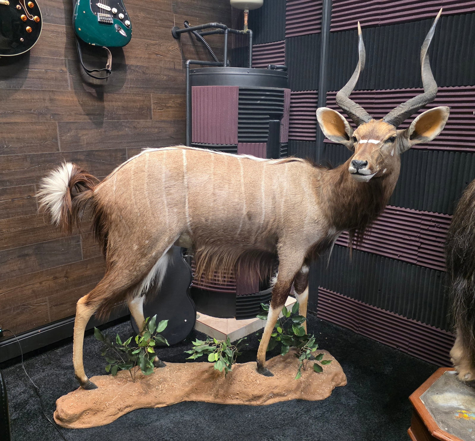 Vintage Full Body Male Nyala Antelope Mount (1 of 5)