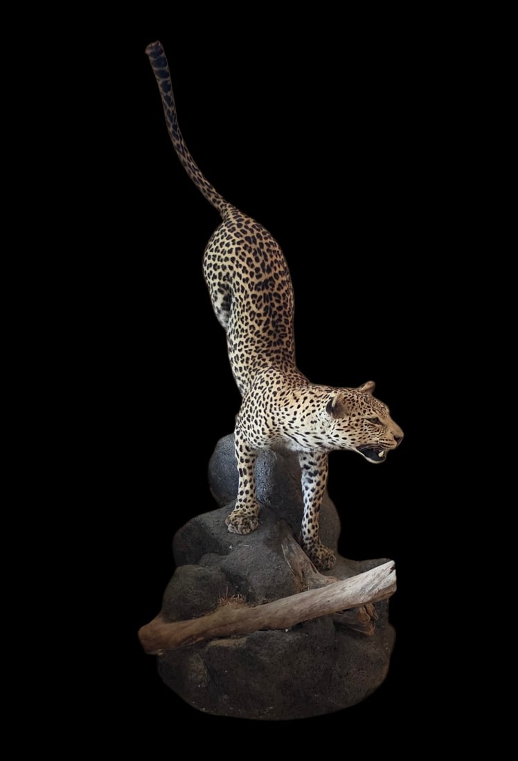 Vintage Full Leopard Taxidermy Mount On Rocky Habitat Base (1 of 8)