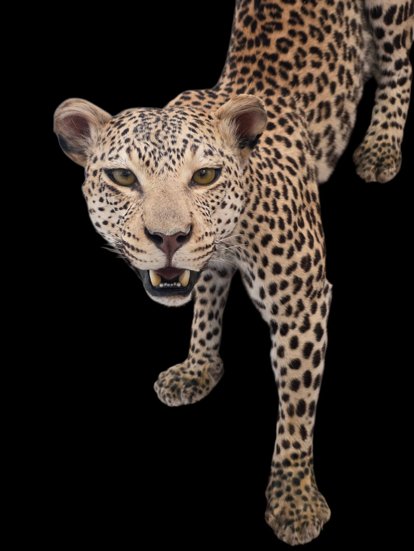 Vintage Full Leopard Taxidermy Mount On Rocky Habitat Base - 2