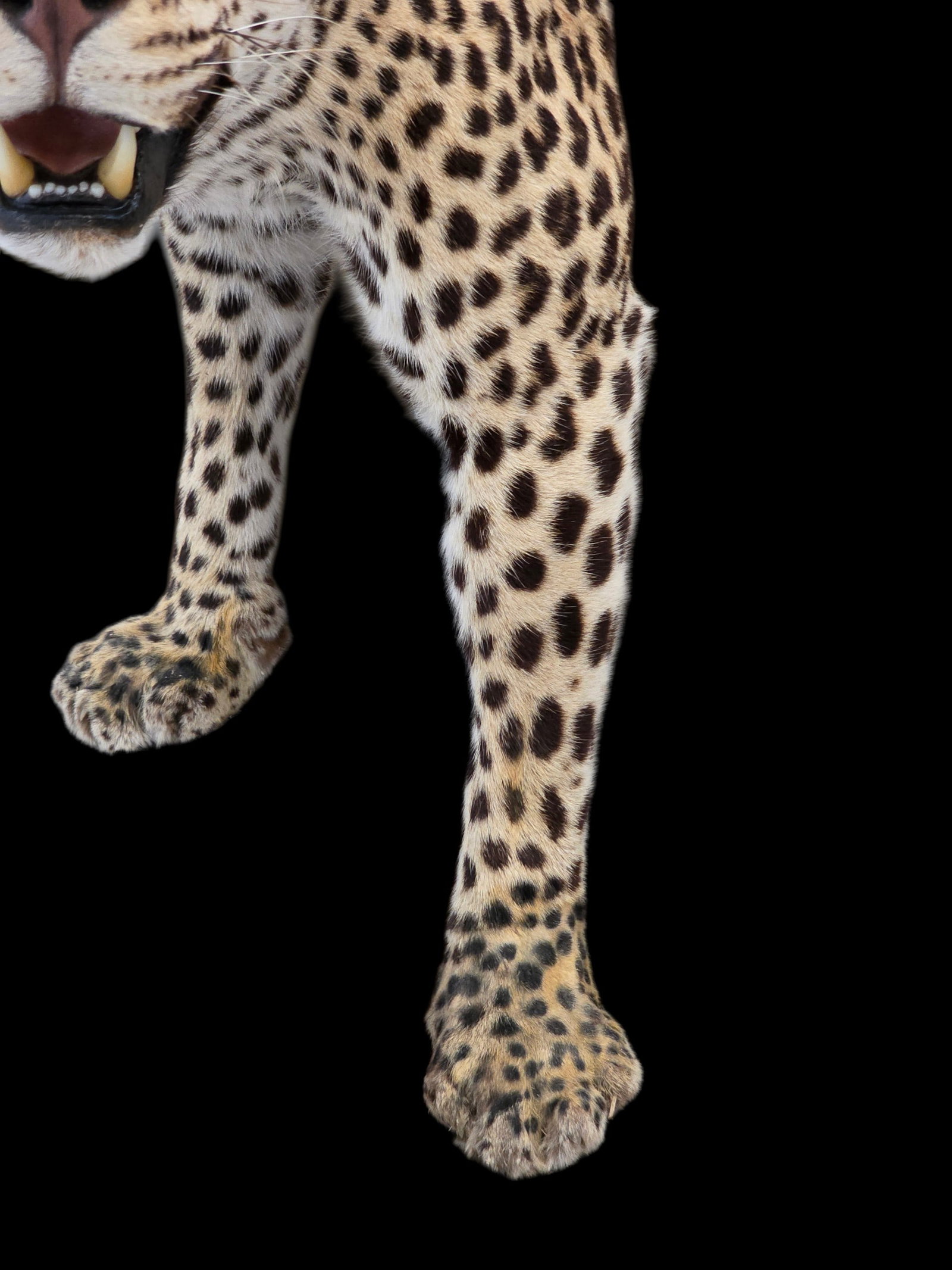 Vintage Full Leopard Taxidermy Mount On Rocky Habitat Base - 3