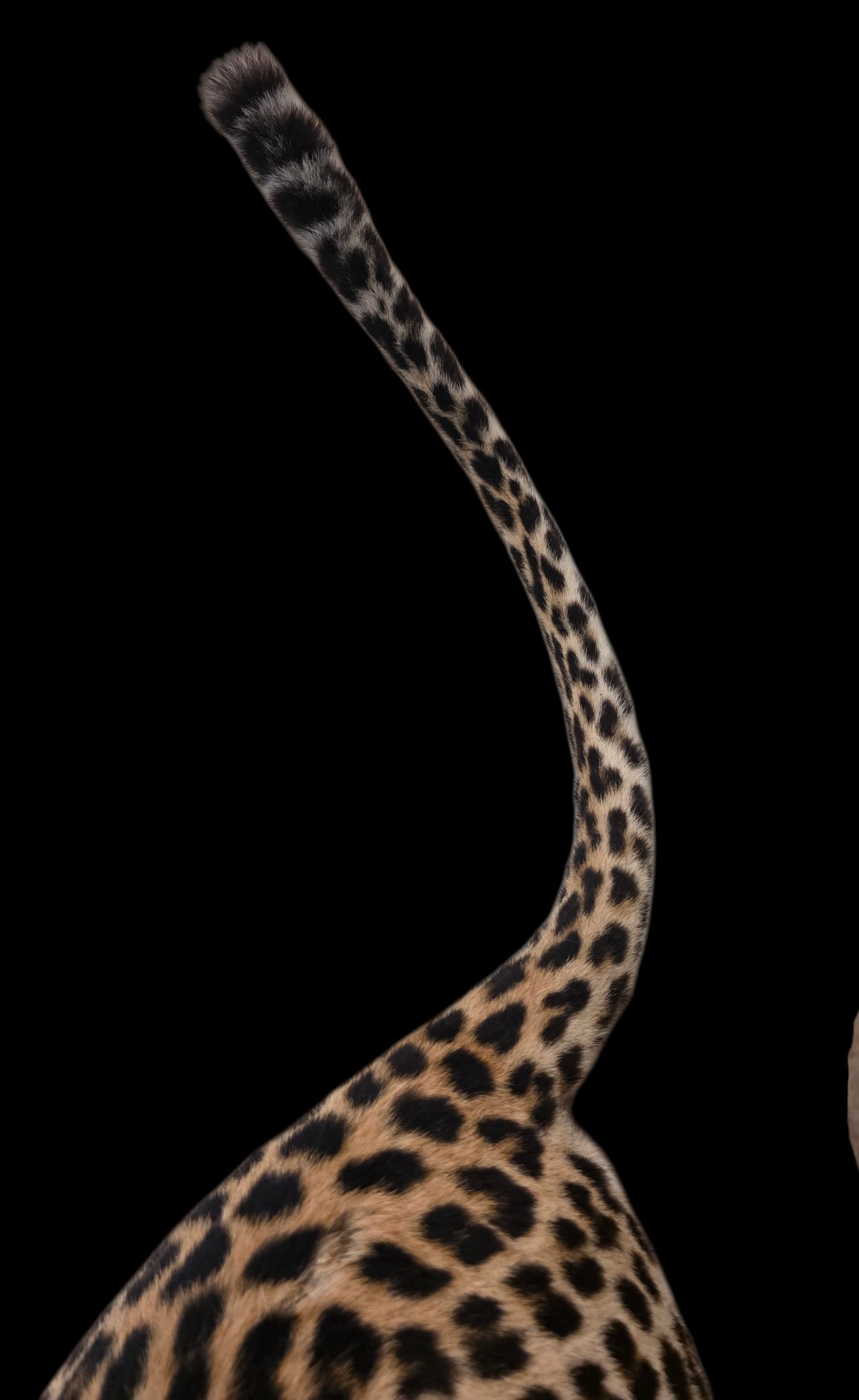 Vintage Full Leopard Taxidermy Mount On Rocky Habitat Base - 4