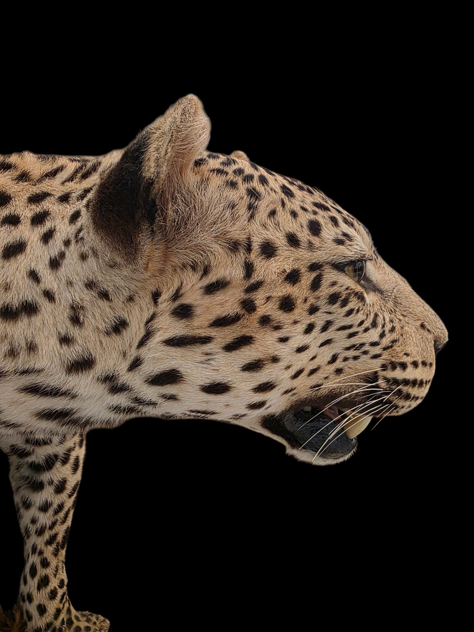 Vintage Full Leopard Taxidermy Mount On Rocky Habitat Base - 5