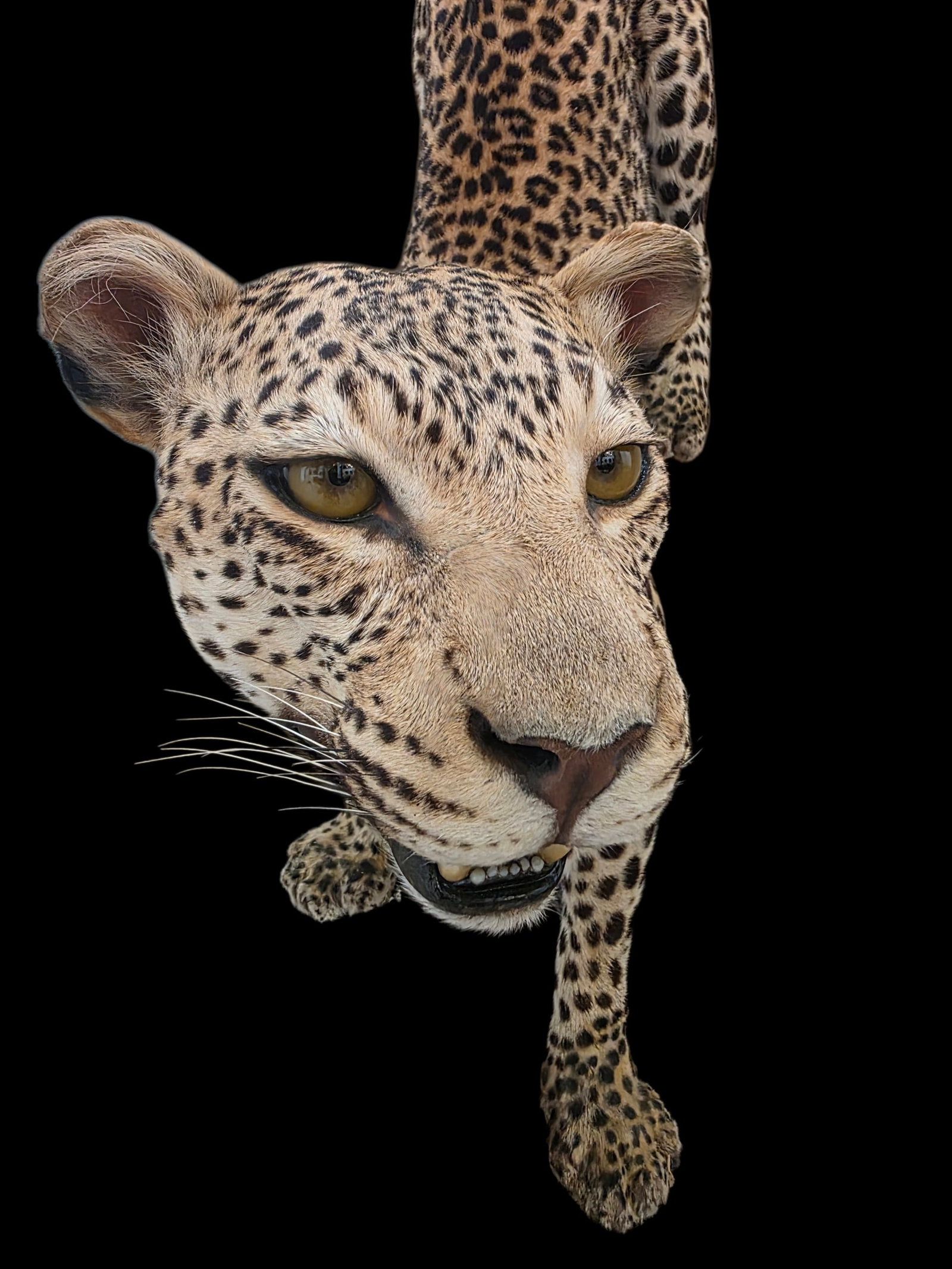 Vintage Full Leopard Taxidermy Mount On Rocky Habitat Base - 6