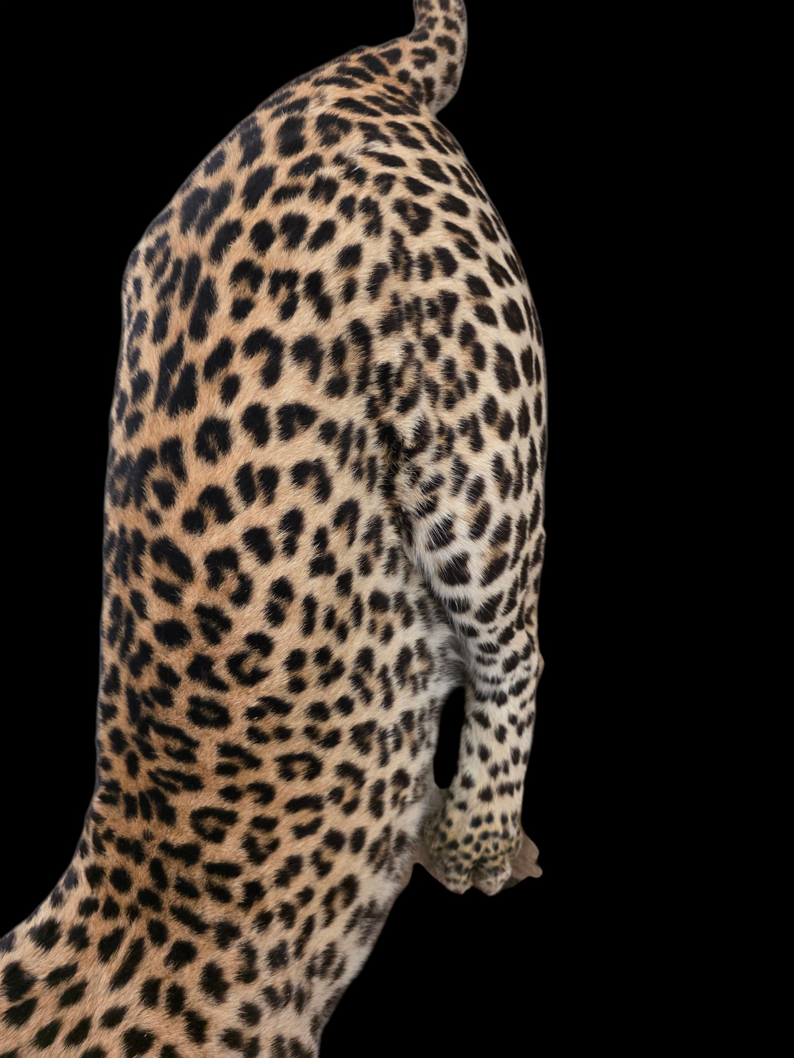 Vintage Full Leopard Taxidermy Mount On Rocky Habitat Base - 7