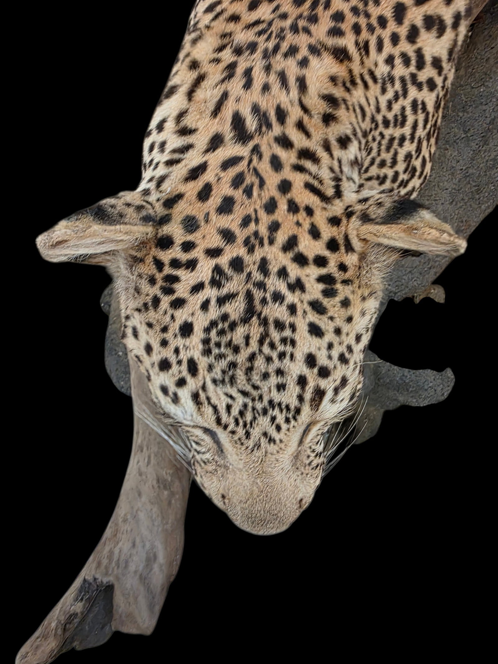 Vintage Full Leopard Taxidermy Mount On Rocky Habitat Base - 8
