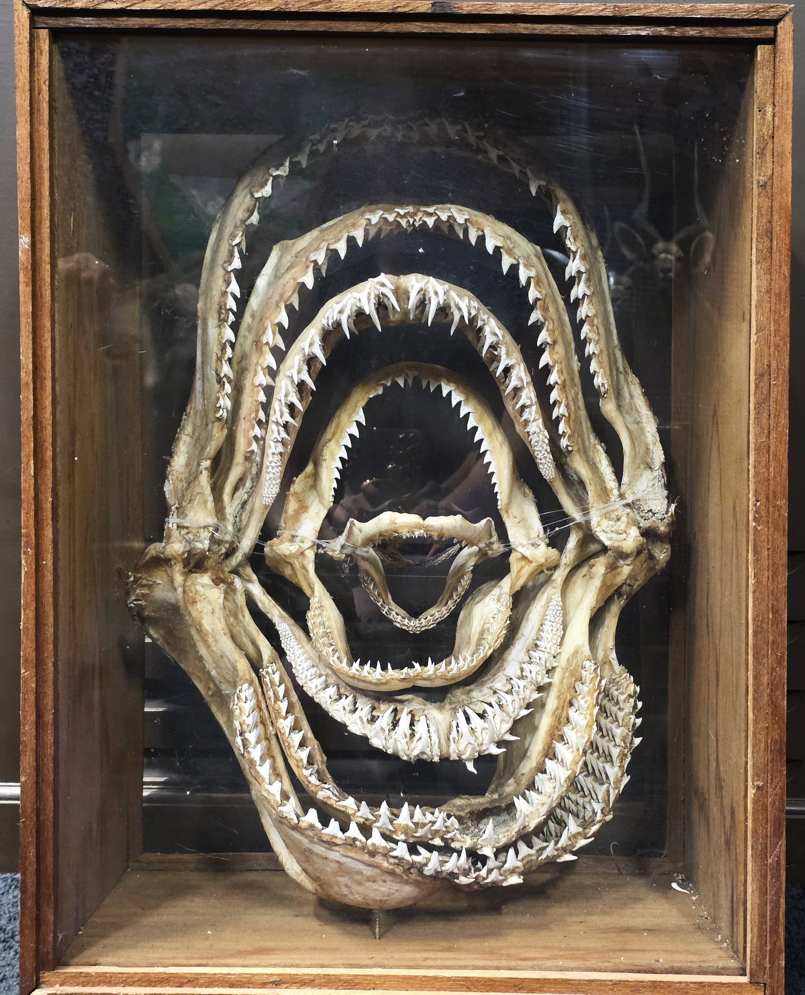 Taxidermy Shark Jaw Folk Art, Vintage (1 of 5)