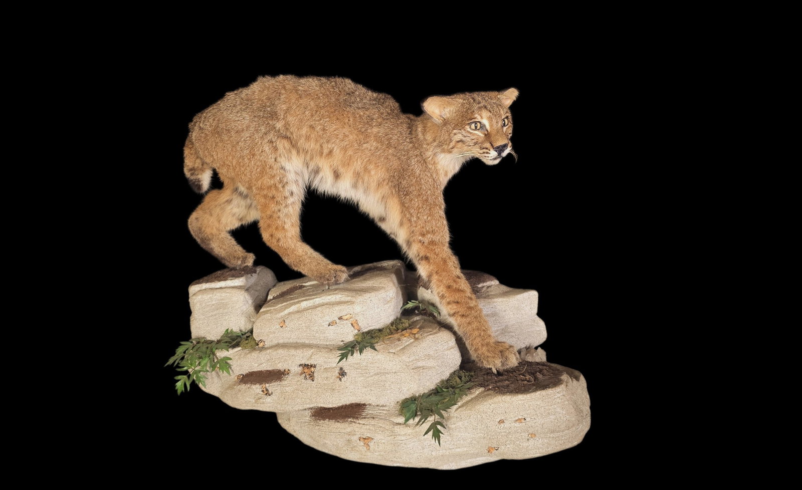 Vintage Full Mount Taxidermy Bobcat On Rock Habitat (1 of 8)